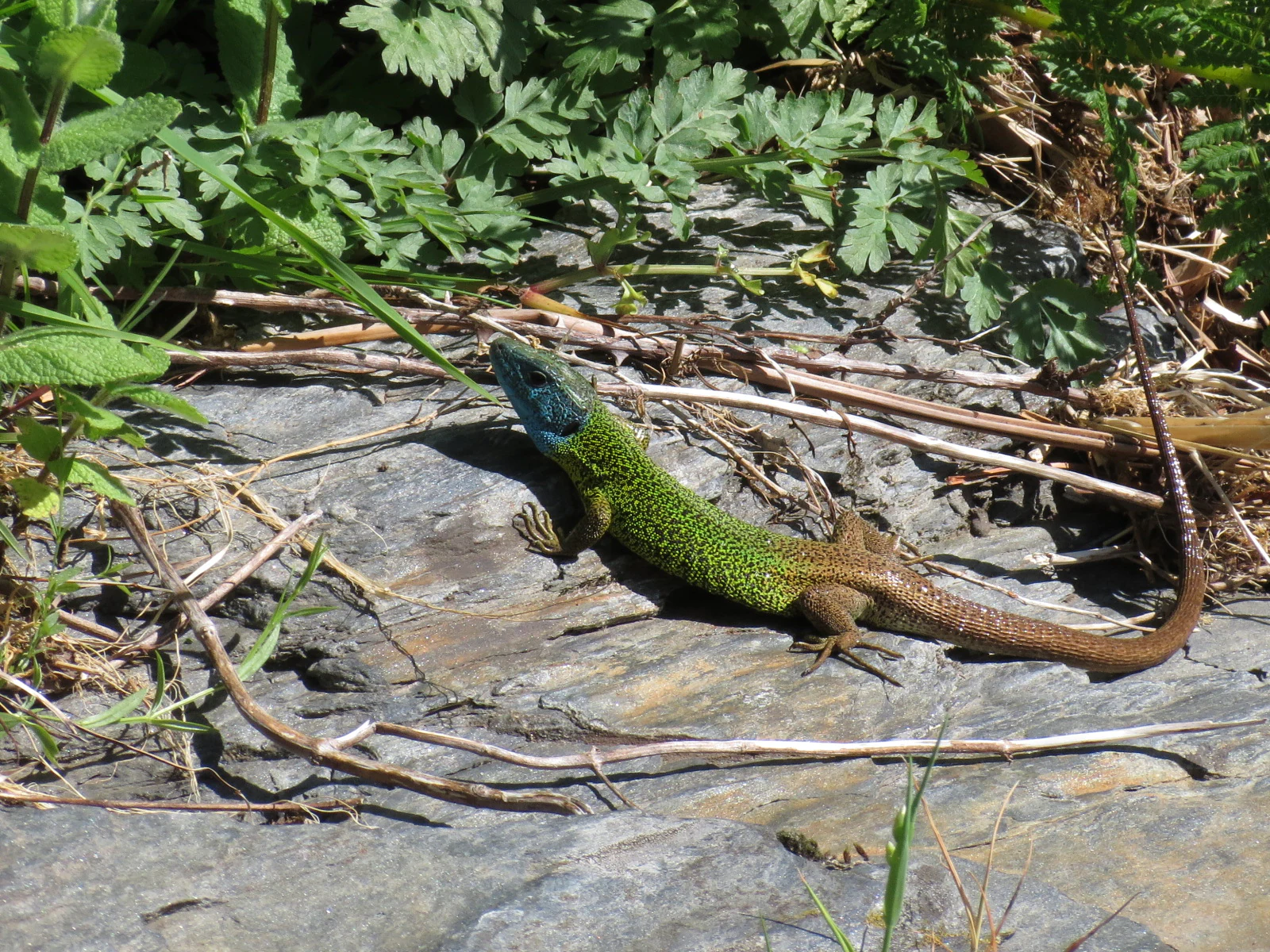 Green and brown lizard with blue head on a rocky surface surrounded by vegetation