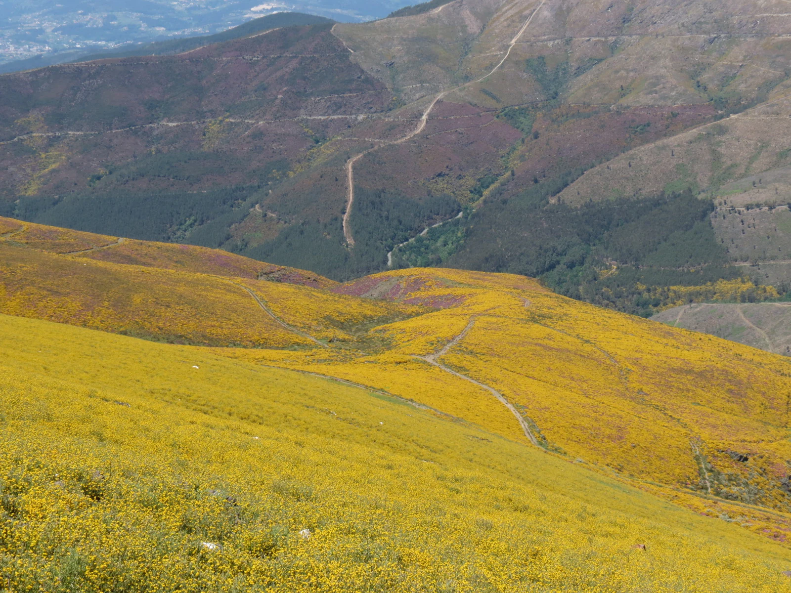 Yellow wildflowers covering rolling hills with mountainous terrain and a winding road in the background