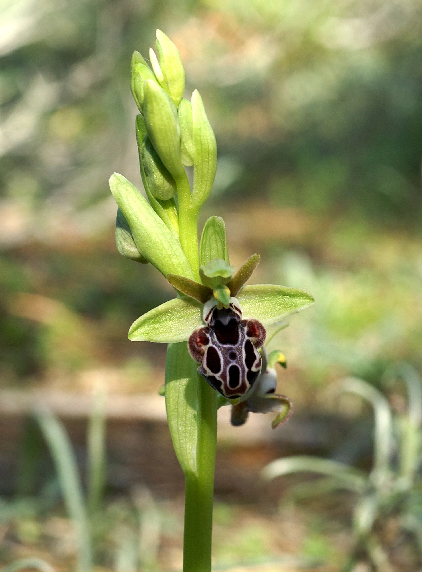 A close-up, eye-level photograph of a single Ophrys kotschyi orchid bloom against a soft, out-of-focus green background. The flower features green sepals and a patterned, velvety labellum with dark brown and white markings.