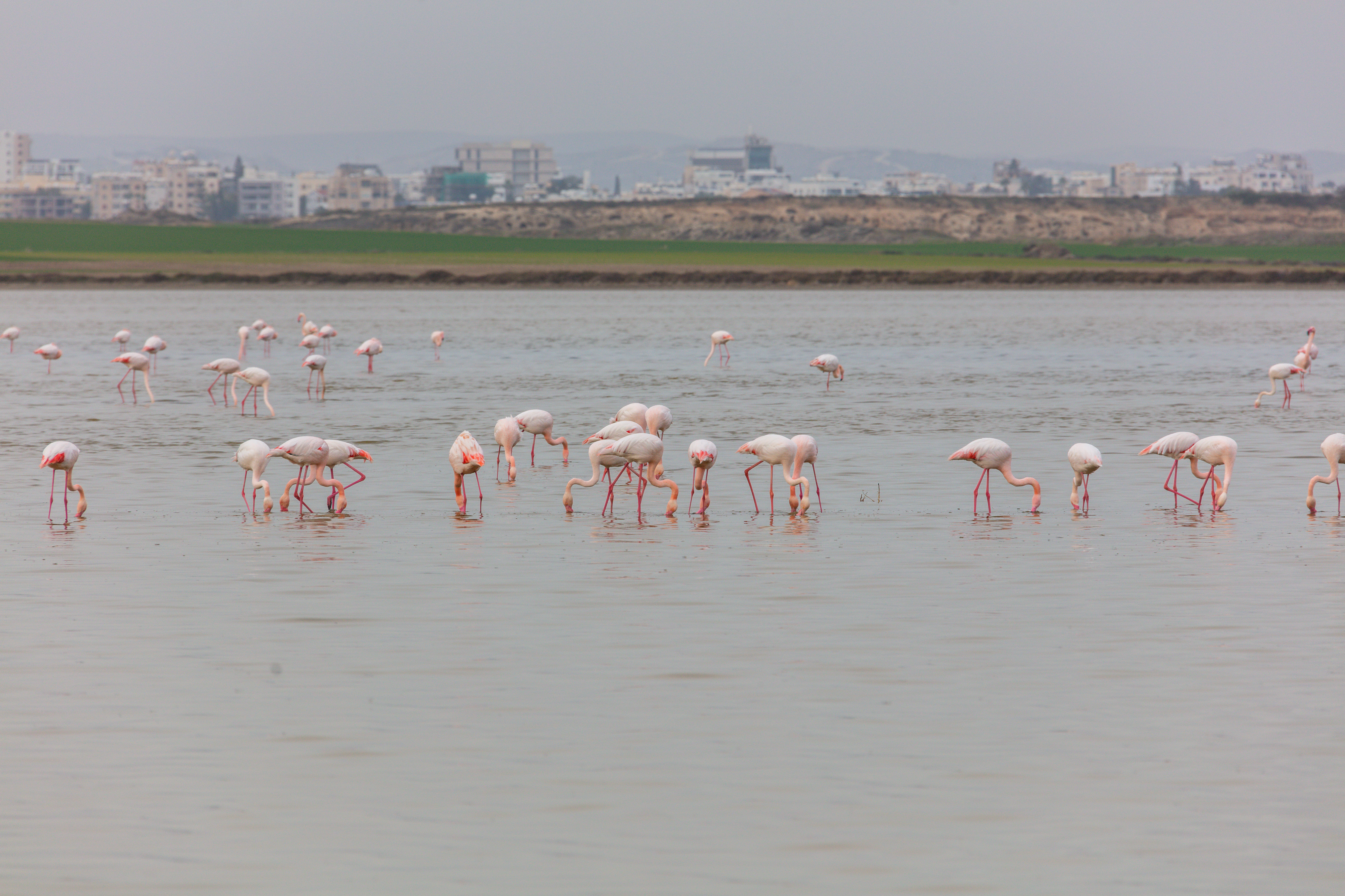 A large group of greater flamingos wading in calm, shallow water with a cityscape visible in the distant background.