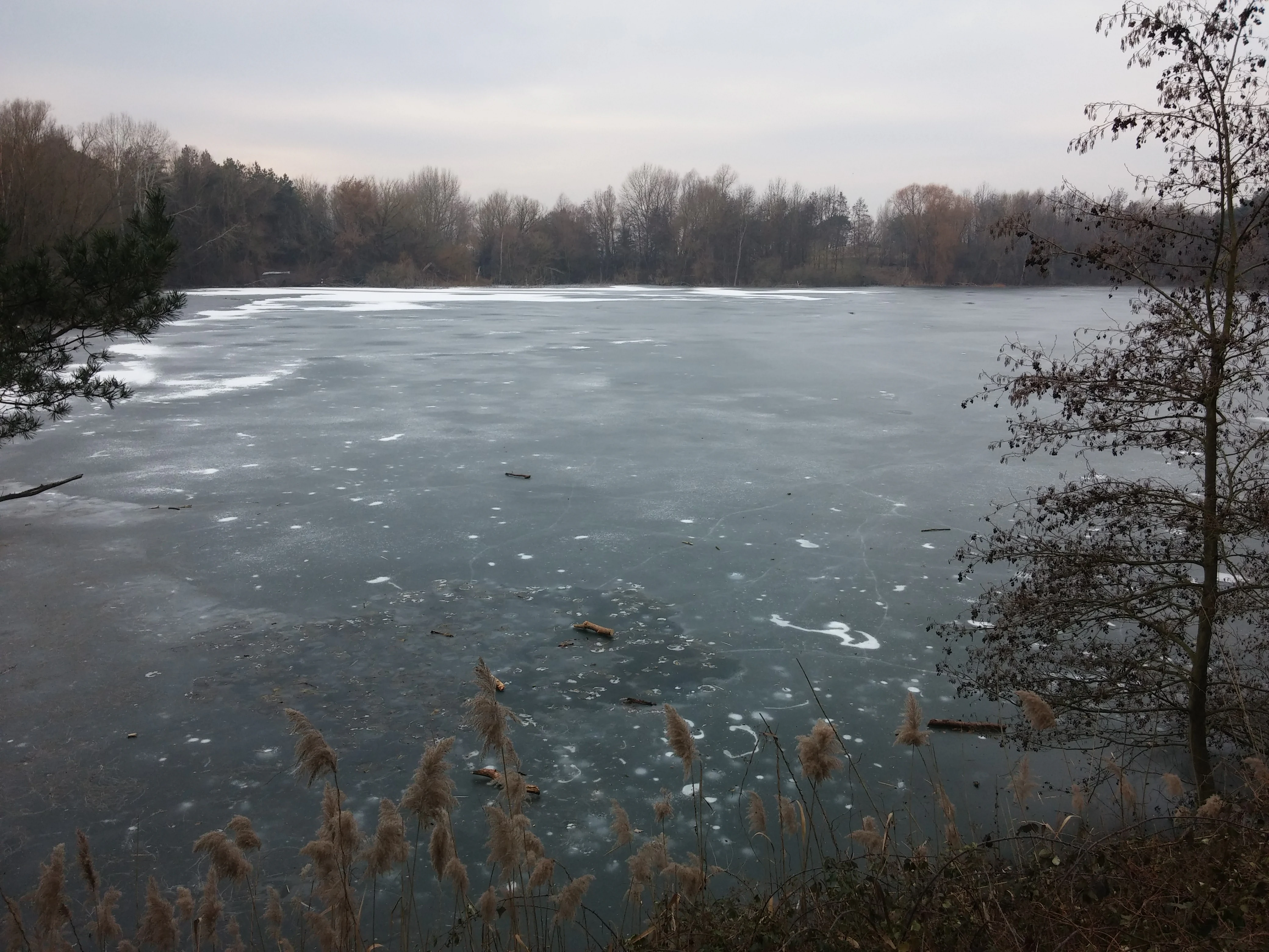 A wide angle view of a partially frozen lake during winter, with bare trees surrounding the shoreline and reeds in the foreground.