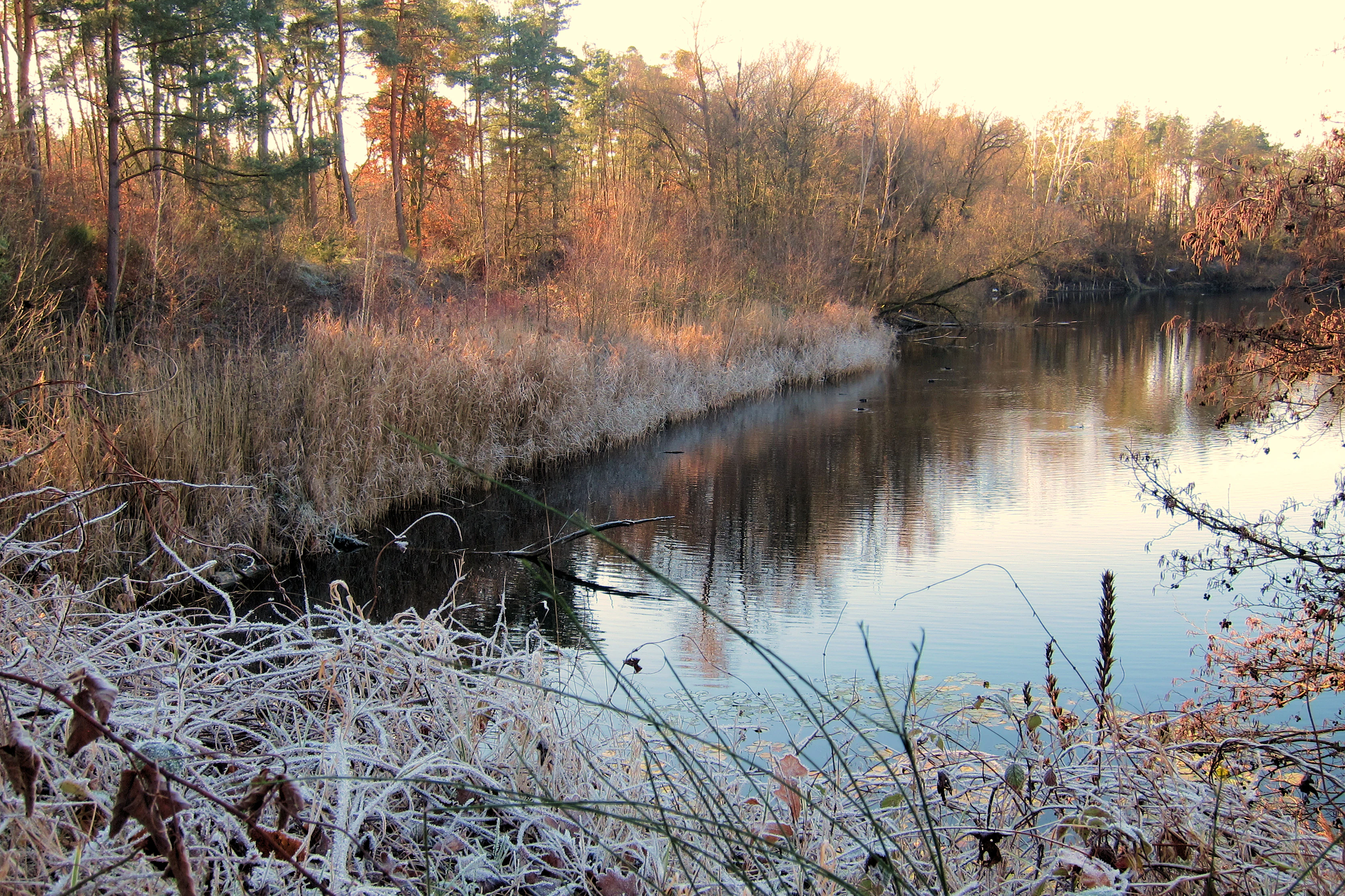A tranquil pond surrounded by a forest of pine and deciduous trees in winter with frost on the foreground vegetation.