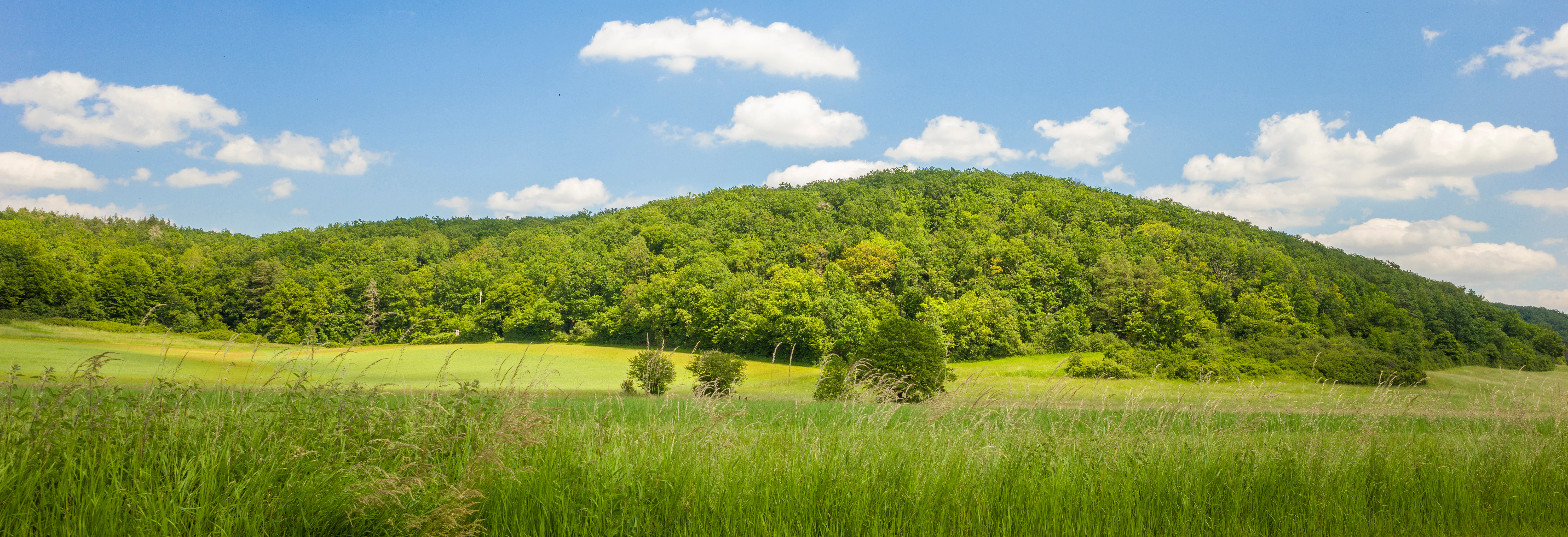 A wide view of a green, forest-covered hill rising above a grassy meadow under a blue sky with scattered clouds.