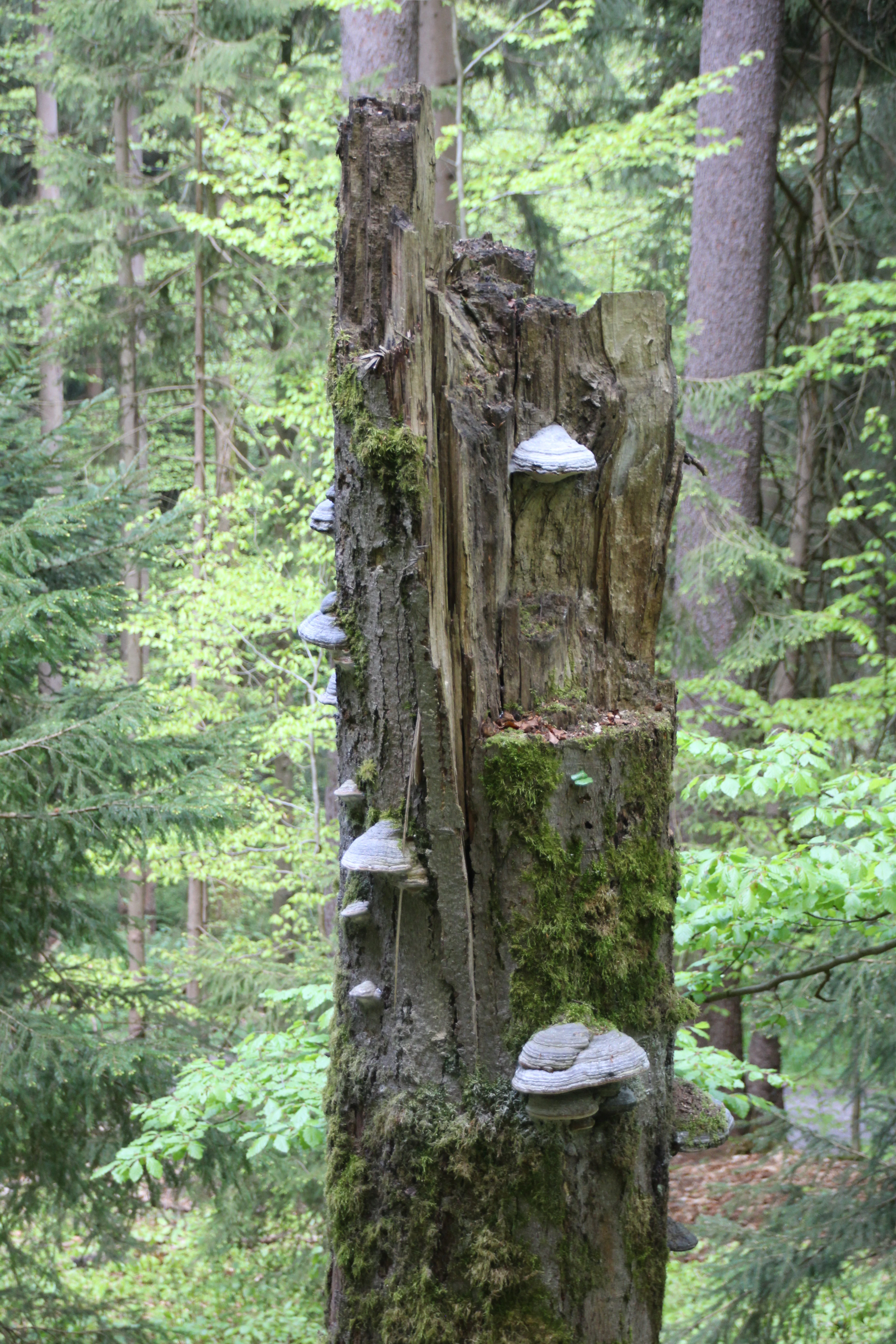 A close-up of a weathered, moss-covered tree stump in a forest, populated with several shelf-like bracket fungi growing from its sides.