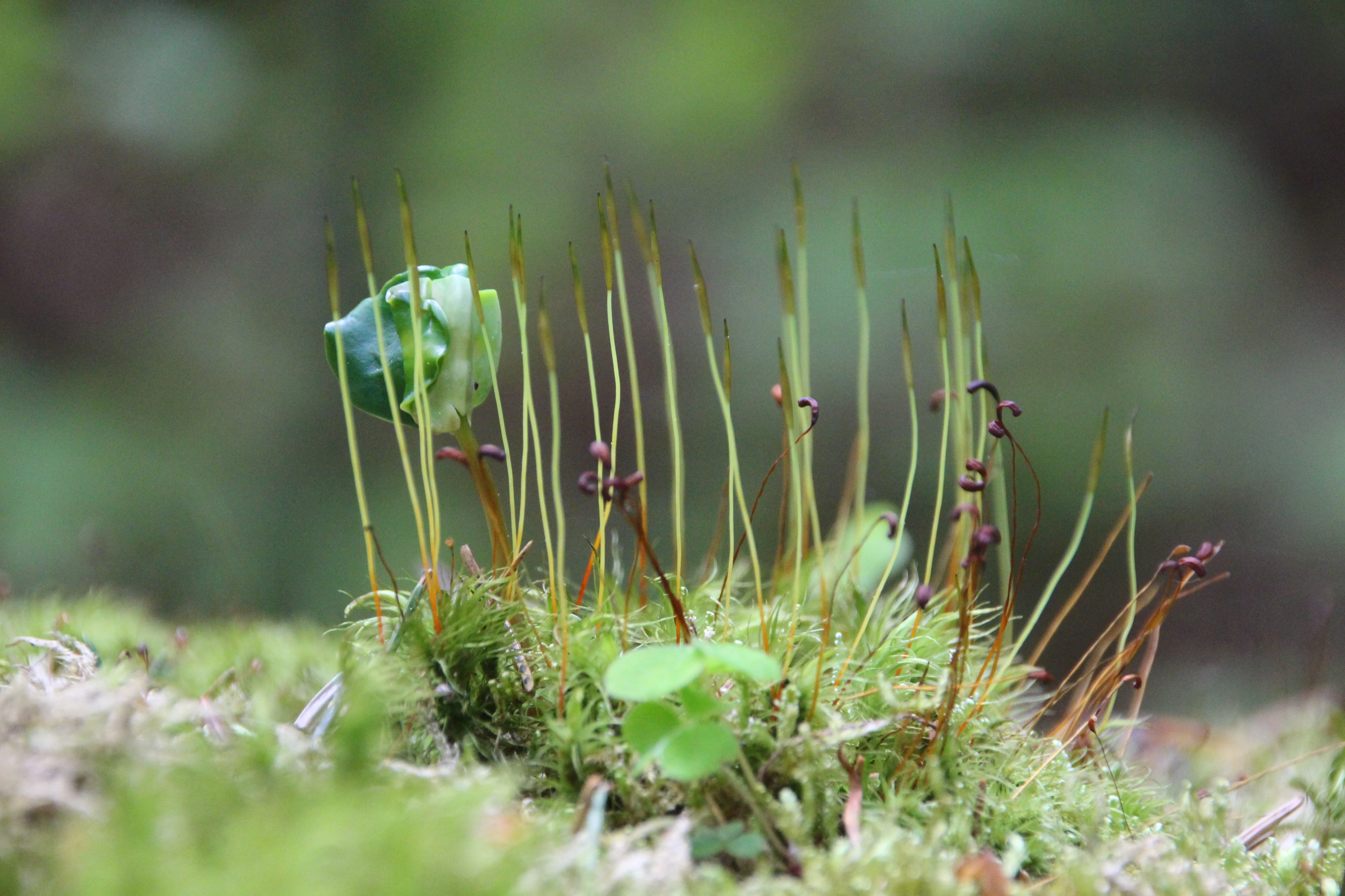 A close-up view of a clump of green moss growing on the forest floor, featuring numerous thin, upright stalks with tiny sporangia on top, set against a soft, out-of-focus background.