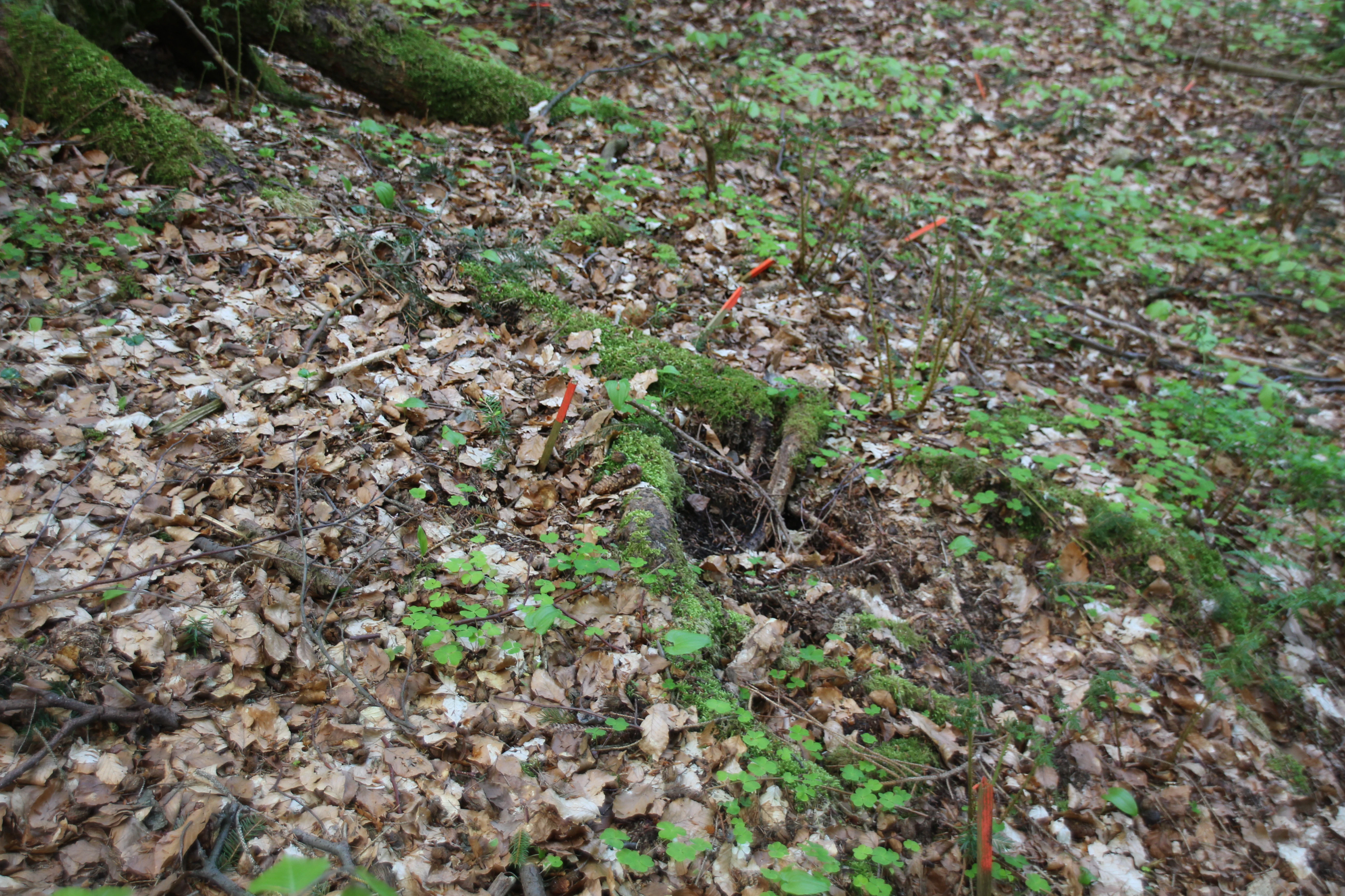 Close up, high angle view of the forest floor featuring moss covered roots and small patches of green vegetation amid dried brown fallen leaves.