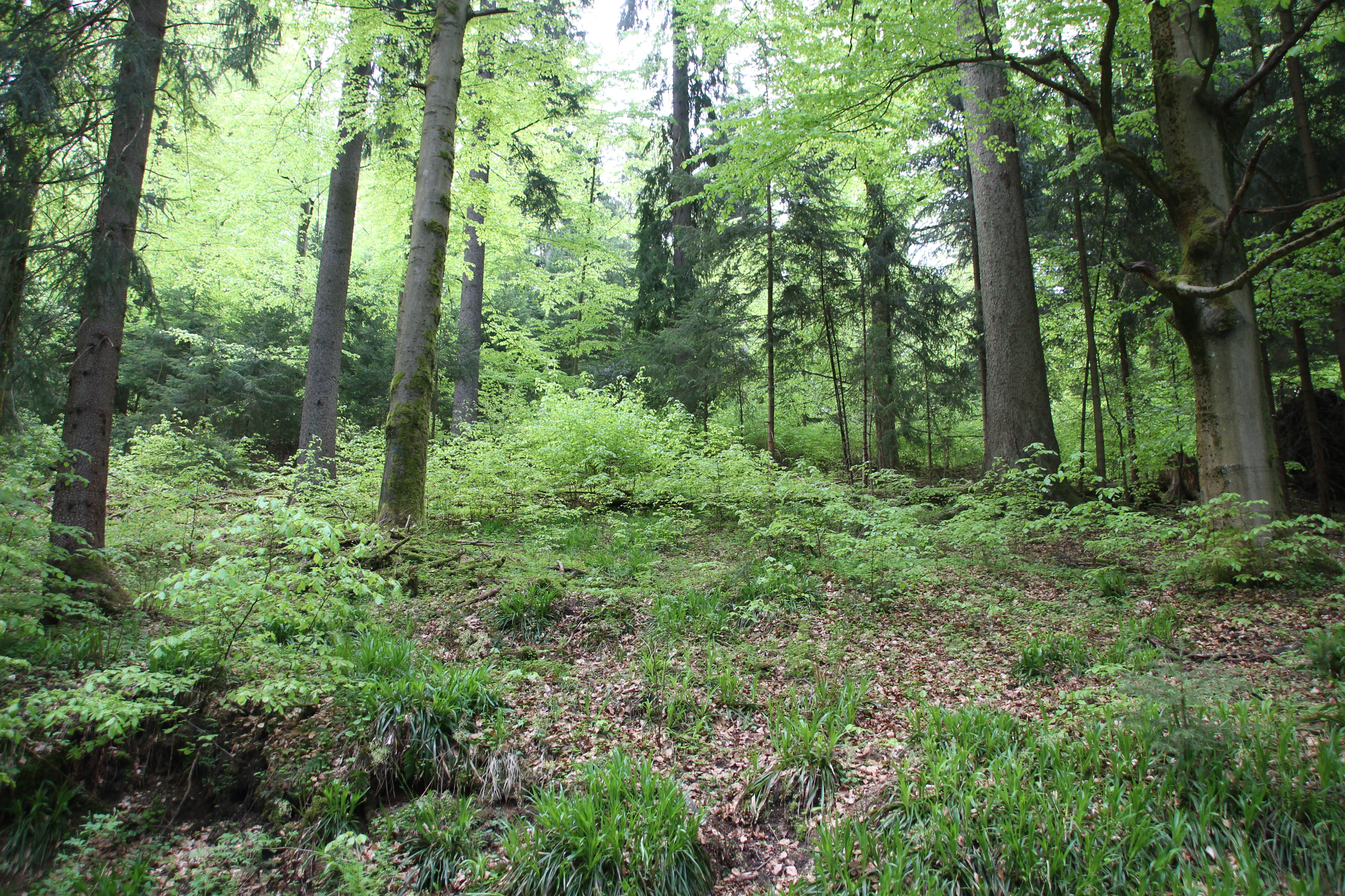 A view into a lush green forest in Am Riedert, featuring tall tree trunks and dense undergrowth.