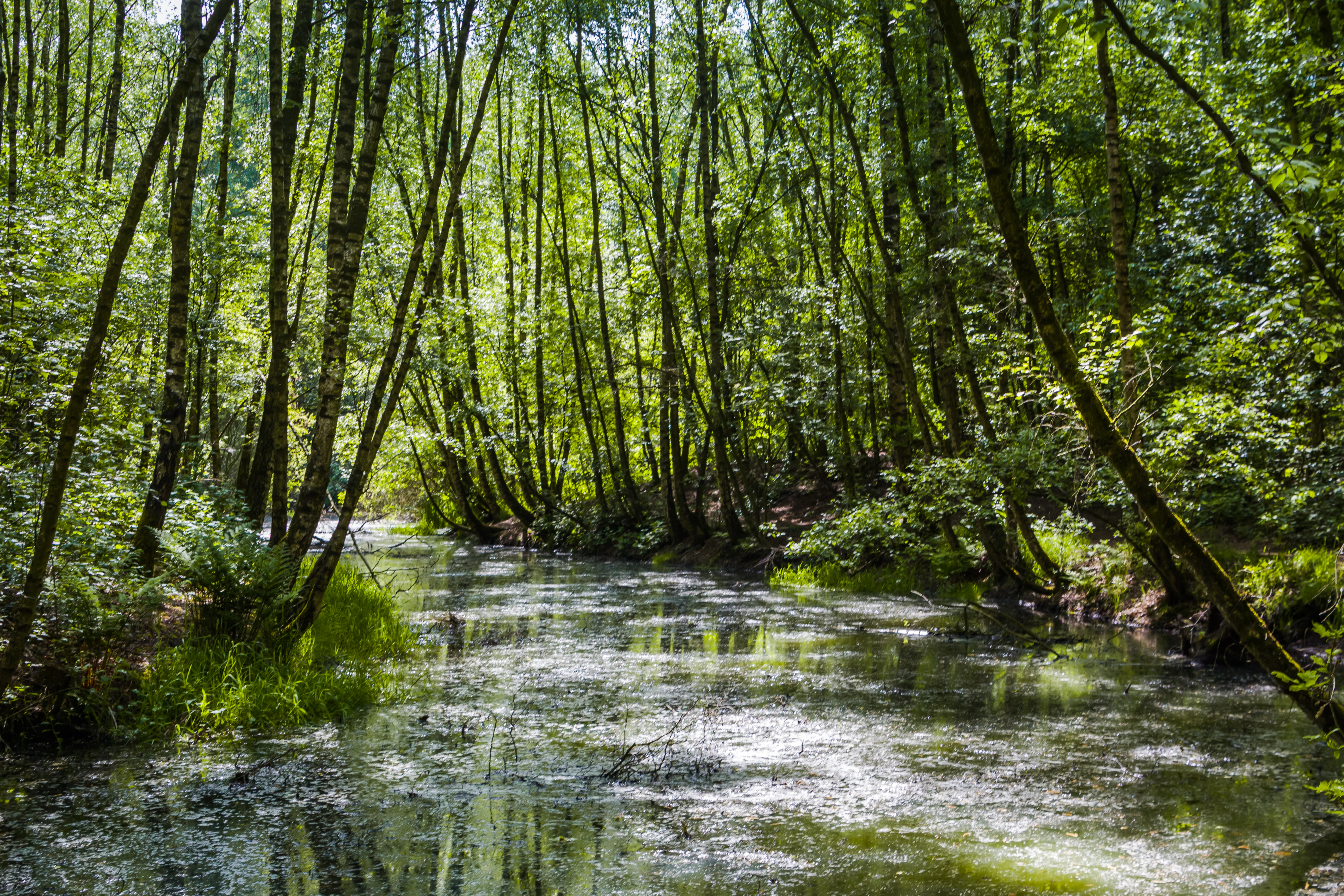 A calm, shallow body of water in a forest, with slender trees growing along the banks and green vegetation reflecting on the surface.