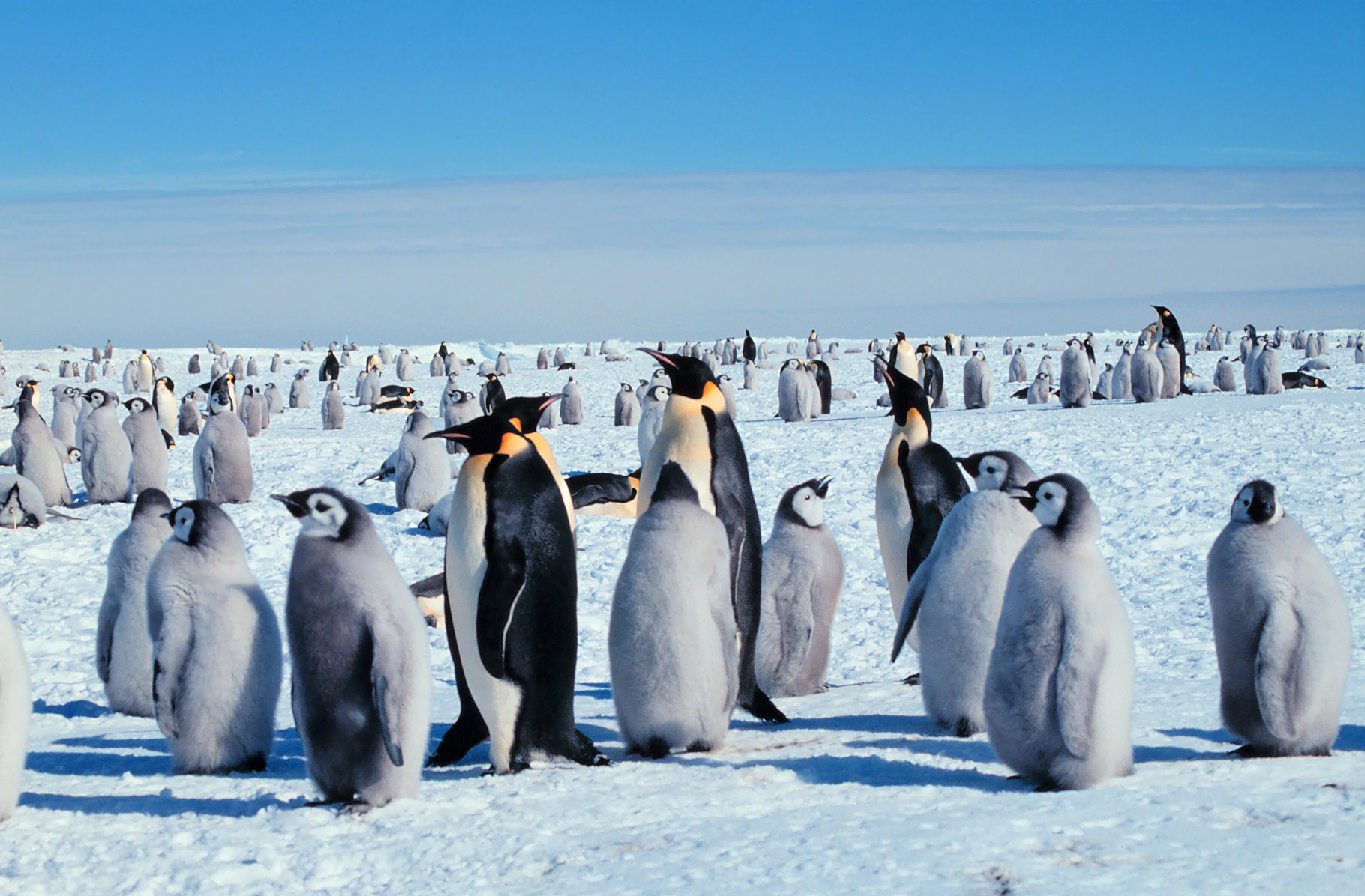 Una toma amplia de una gran colonia de pingüinos emperador en una extensión plana de hielo cubierta de nieve bajo un cielo azul despejado, con pingüinos adultos y muchos polluelos grises y esponjosos.