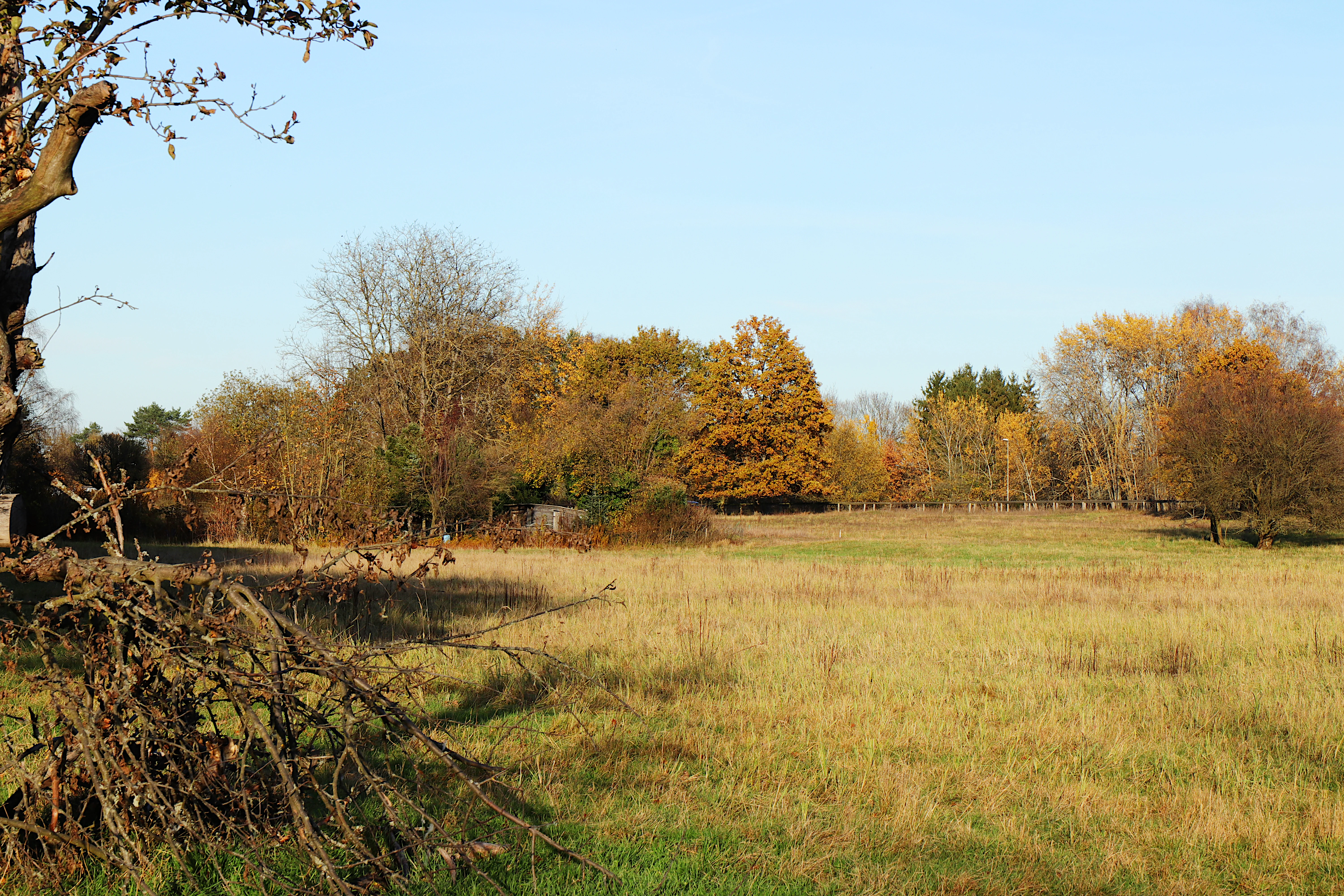 A wide view of a dry meadow with tall, yellowish grasses leading to a dense line of trees with autumn foliage under a clear blue sky.