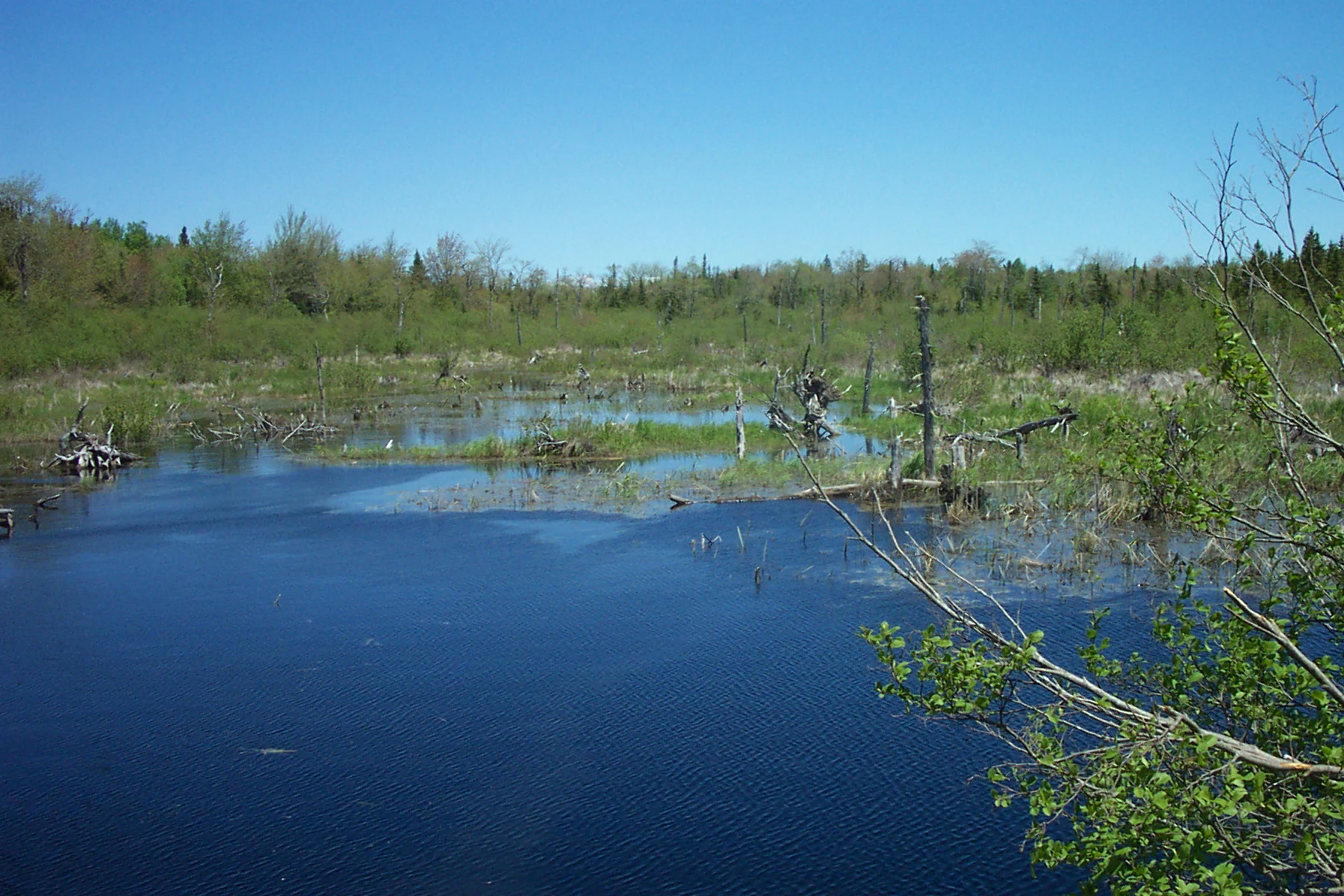 A wide shot of a calm, dark blue pond surrounded by wetlands, with dead trees and green shrubbery visible in the water and along the shoreline under a clear blue sky.
