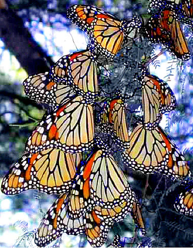 A dense group of monarch butterflies with folded wings showing orange and black patterns, clinging to tree branches.