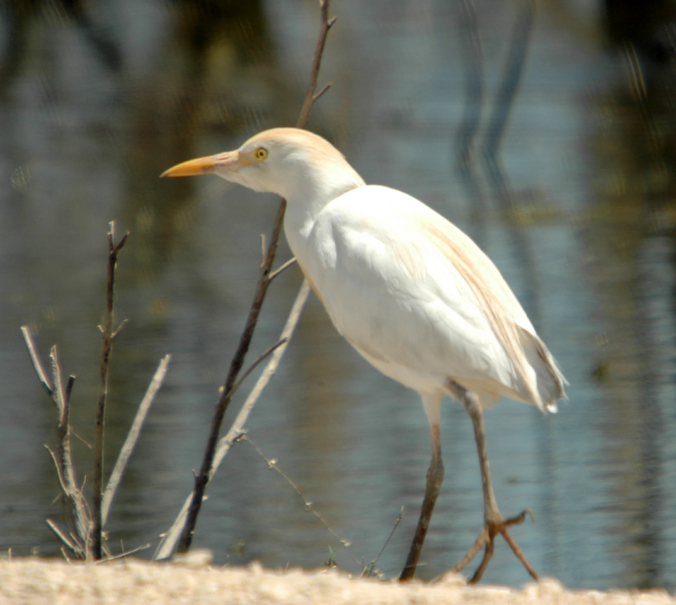A white cattle egret with buff-colored feathers on its head and back stands in profile near a body of water with bare branches in the background.