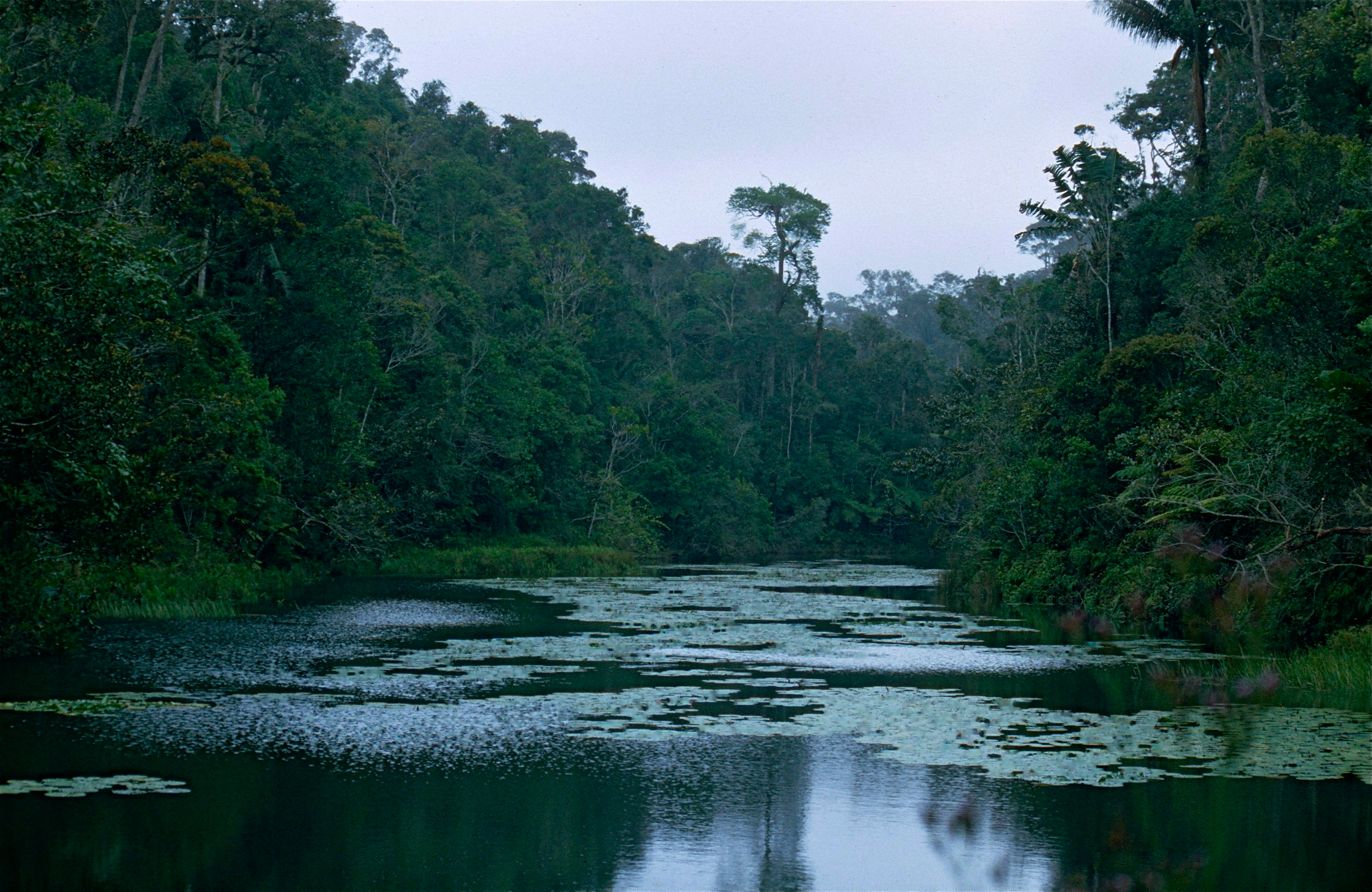 Lago cubierto de nenúfares rodeado de densos bosques verdes bajo cielos nublados