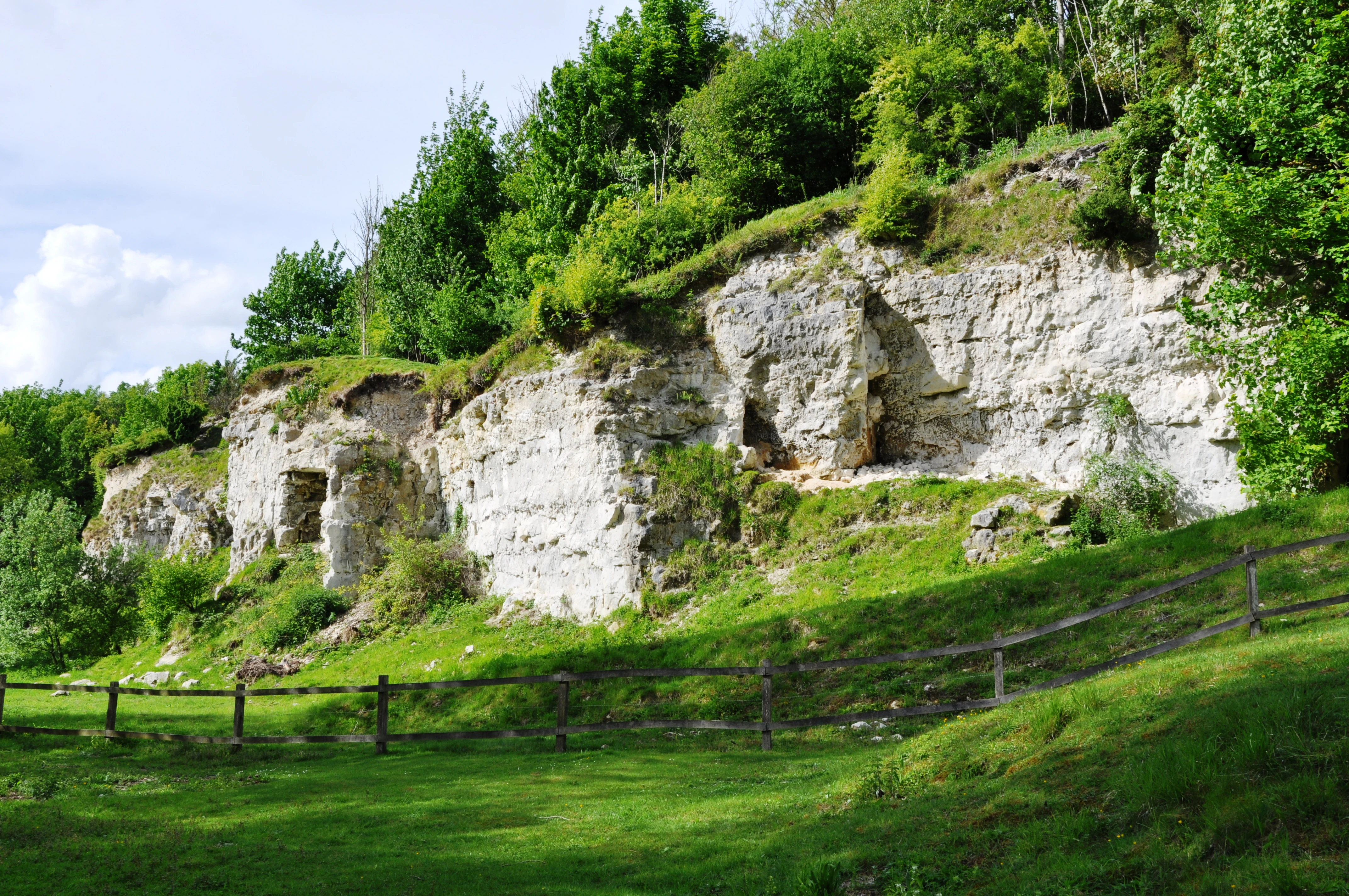 A wide, eye level shot of a white limestone quarry cliff face partially covered by lush green deciduous trees and grass, with a wooden fence in the foreground.