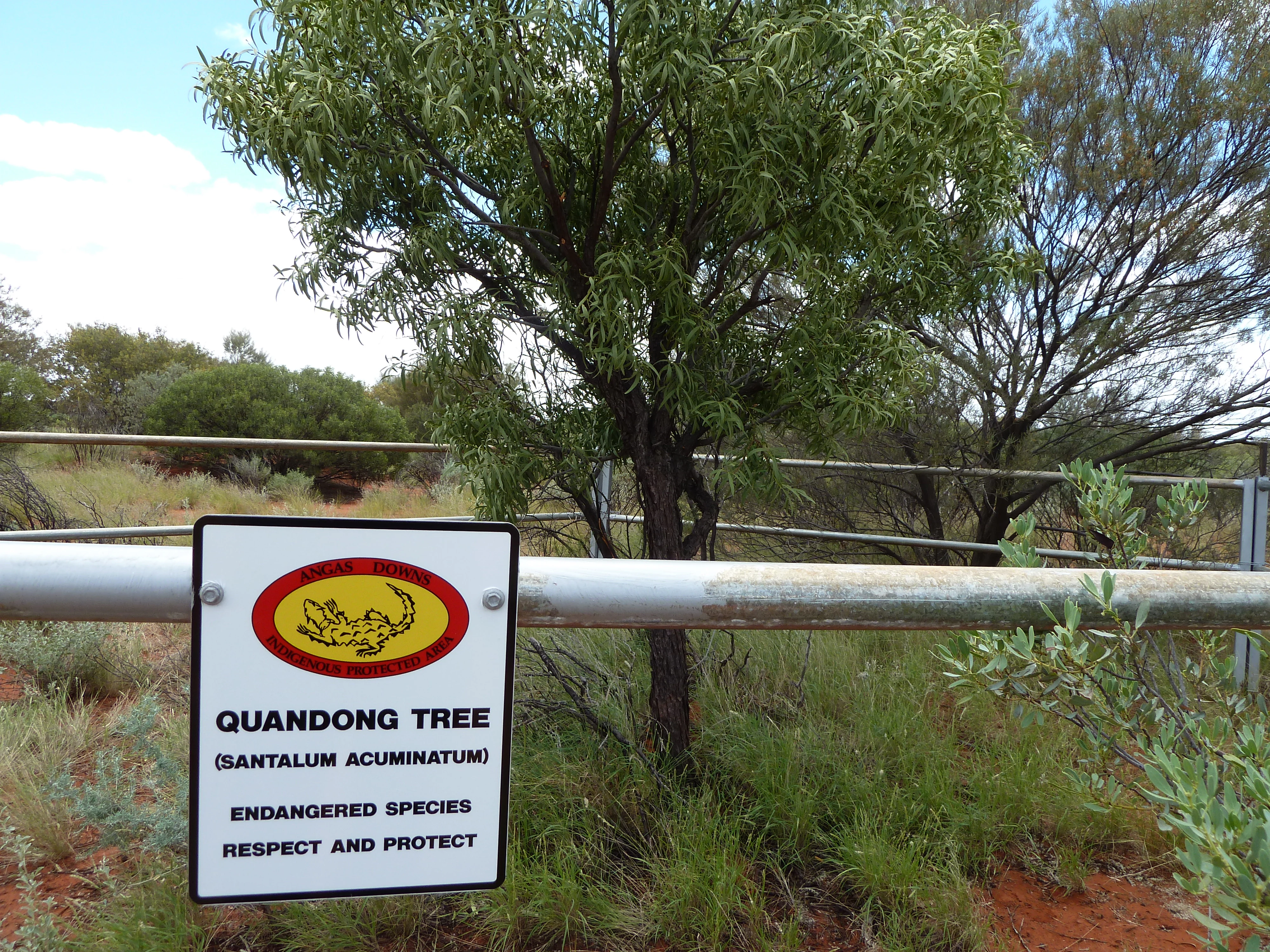 A white sign attached to a metal pipe fence reads Quandong Tree, Santalum acuminatum, Endangered species, Respect and protect, above an illustration of a lizard.