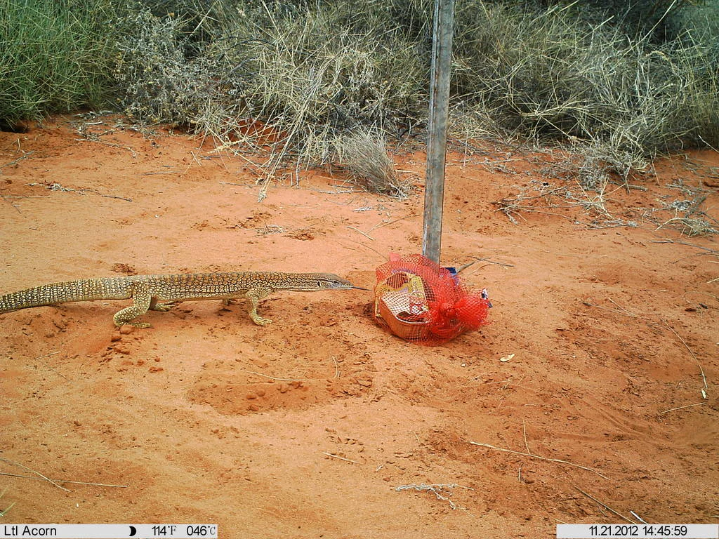 A sand goanna with patterned scales stands on red desert sand in front of a red mesh bag tied to a post.
