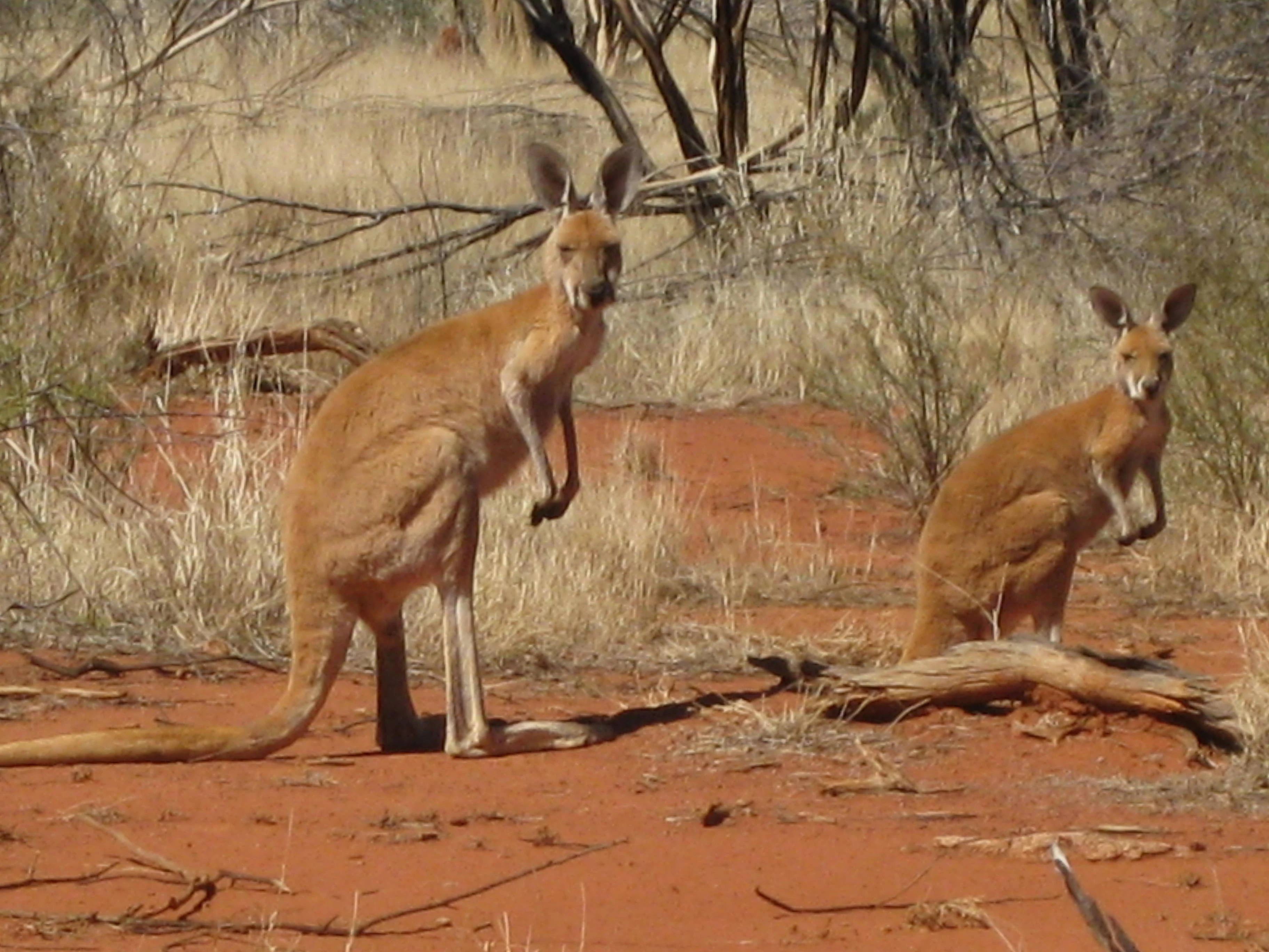 Two red kangaroos standing in a reddish, sandy Australian outback habitat with sparse, dry vegetation.