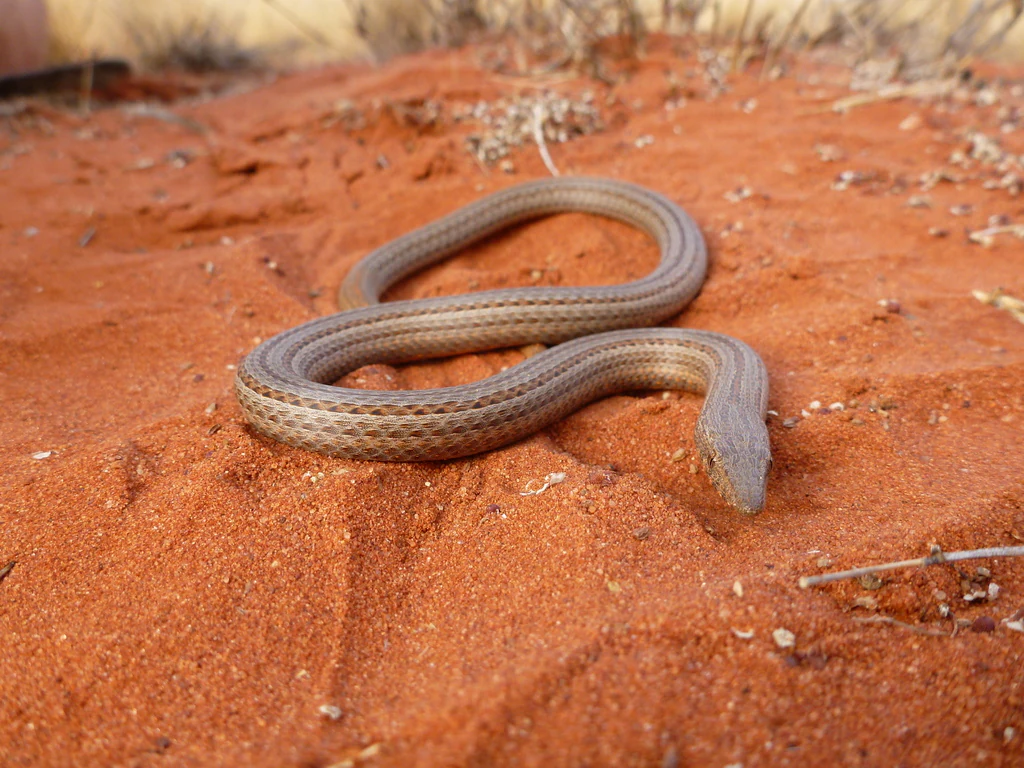 A brown, striped Burton's legless lizard curls on red desert sand.