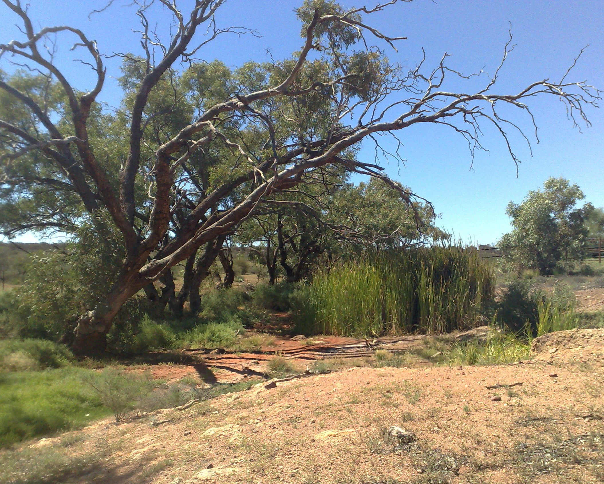 A desert watering hole surrounded by tall reeds and large, bare-branched trees under a clear blue sky, with arid red earth in the foreground.