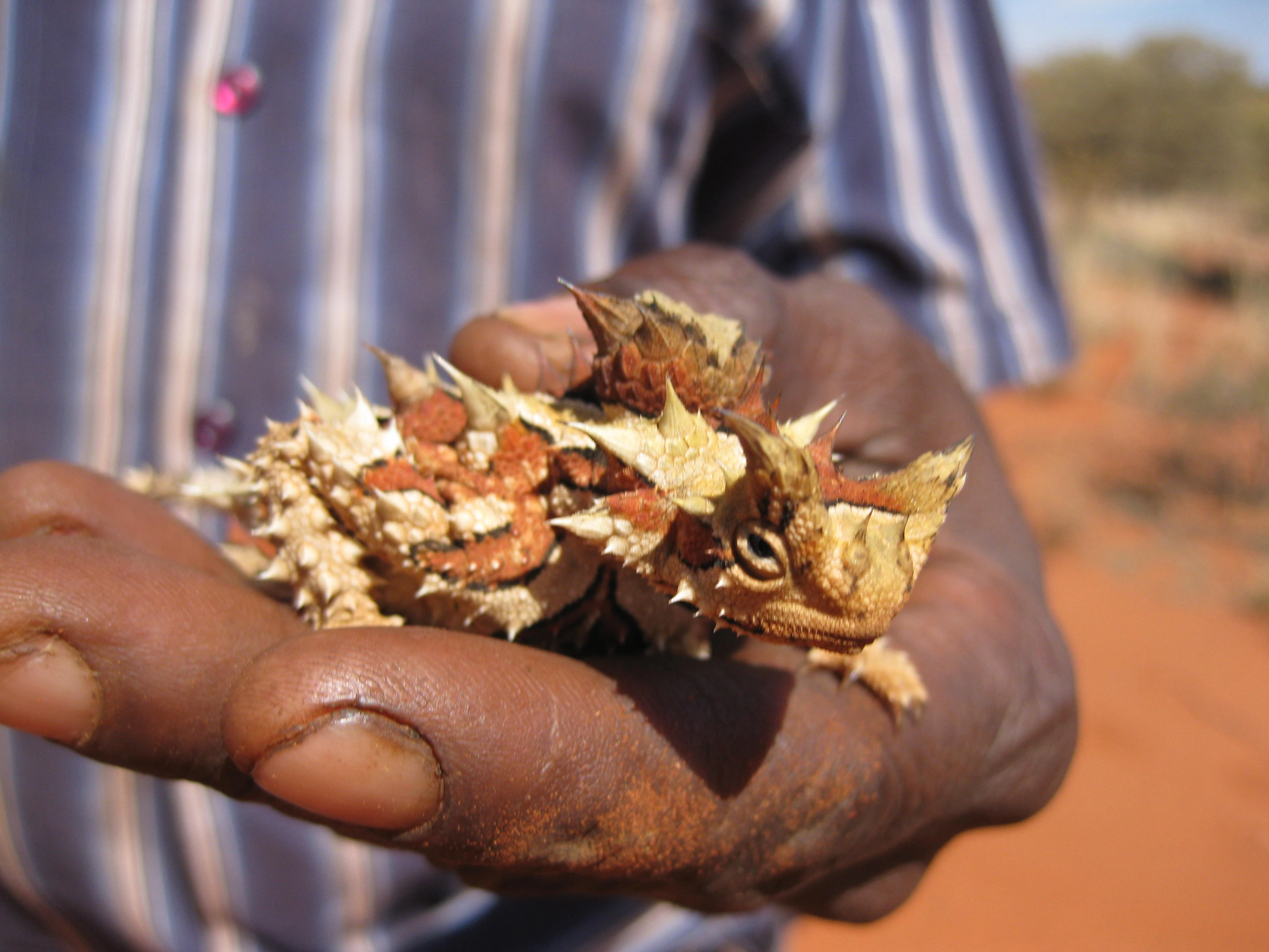 A close up view of a person holding a small, spiky thorny devil lizard in their hand, with red desert soil visible in the background.