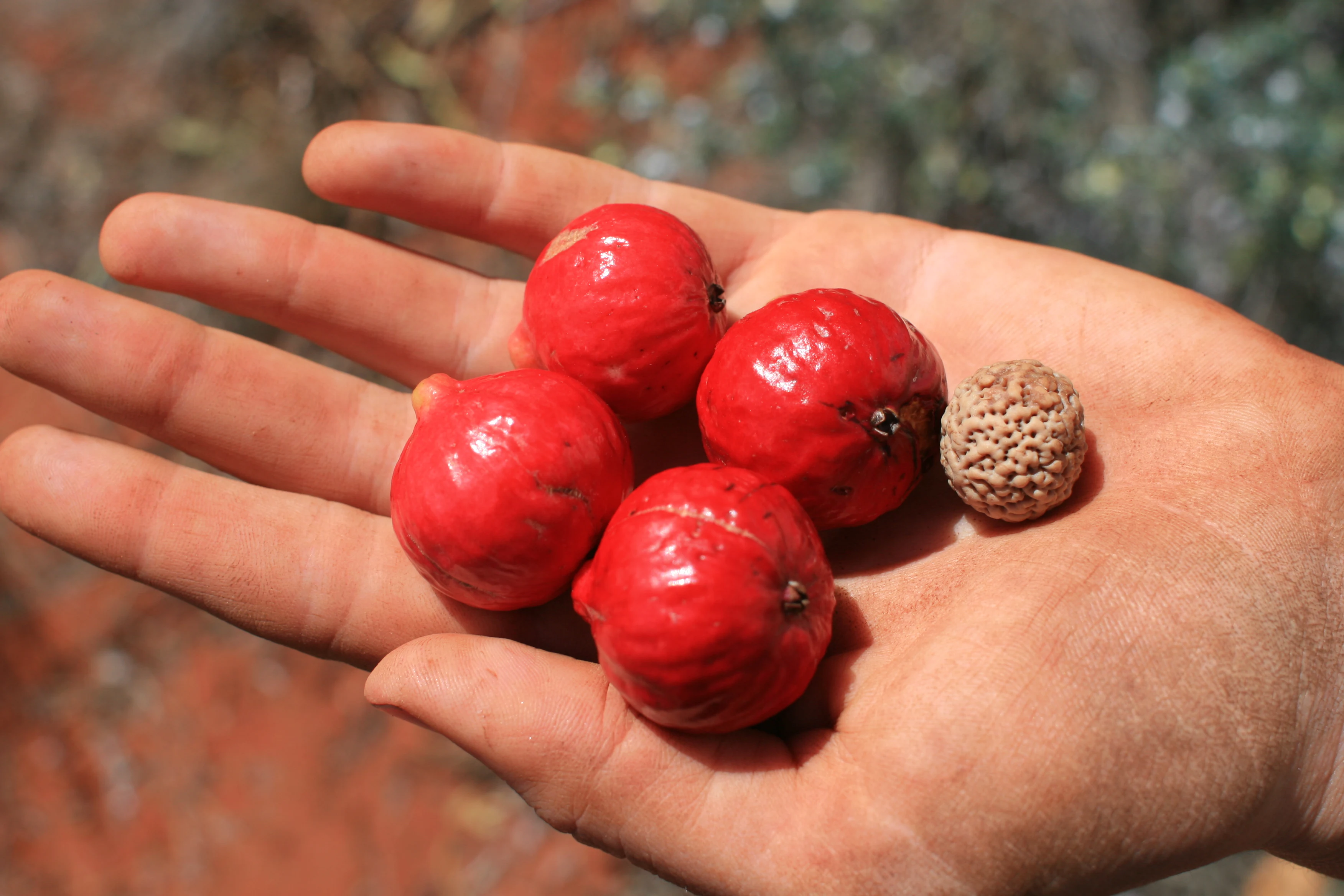 A close up of a human hand holding four round, bright red Quandong fruits and one round, pitted brown seed.