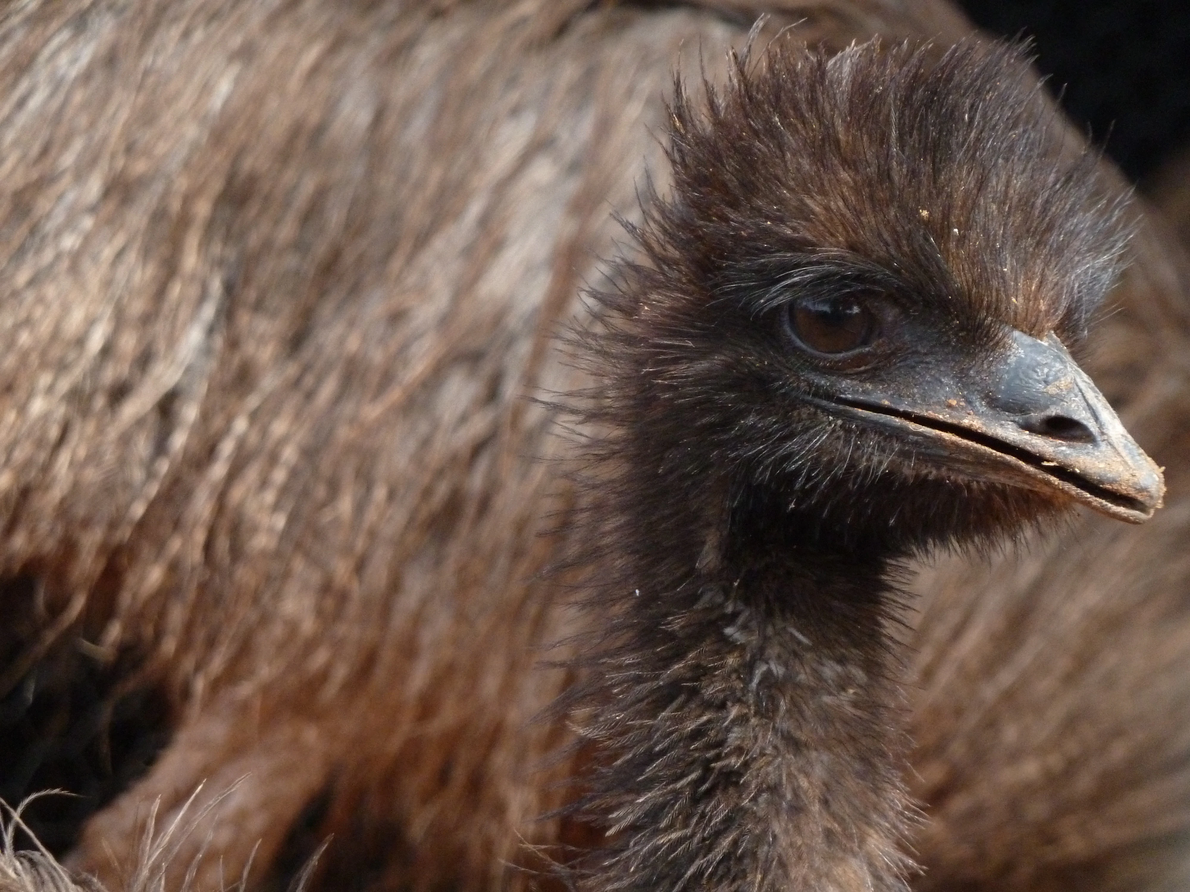 A close up profile shot of an emu, showing its dark feathers and detailed beak and eye.