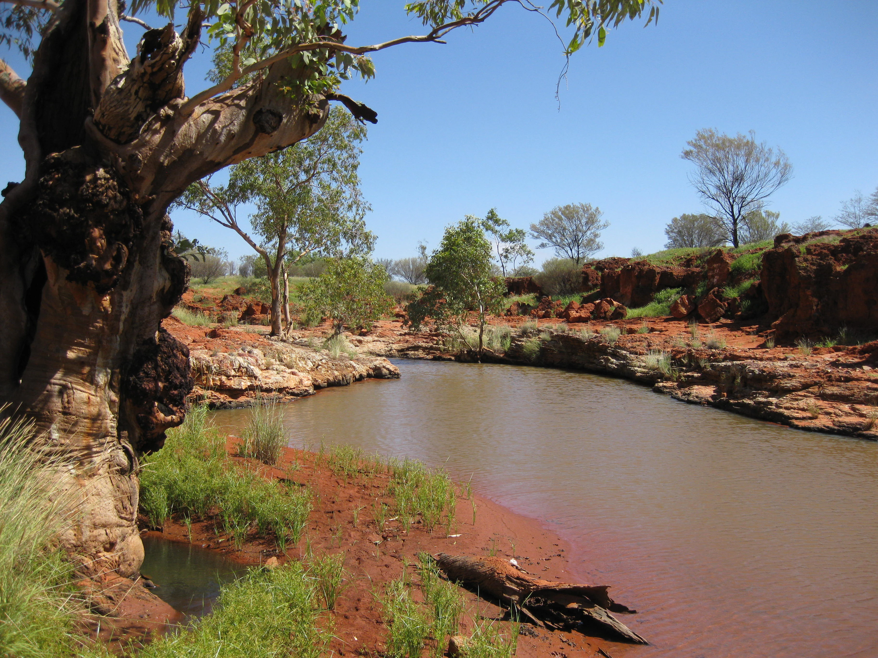 A desert waterhole surrounded by red rocky terrain and sparse eucalyptus trees under a clear blue sky.