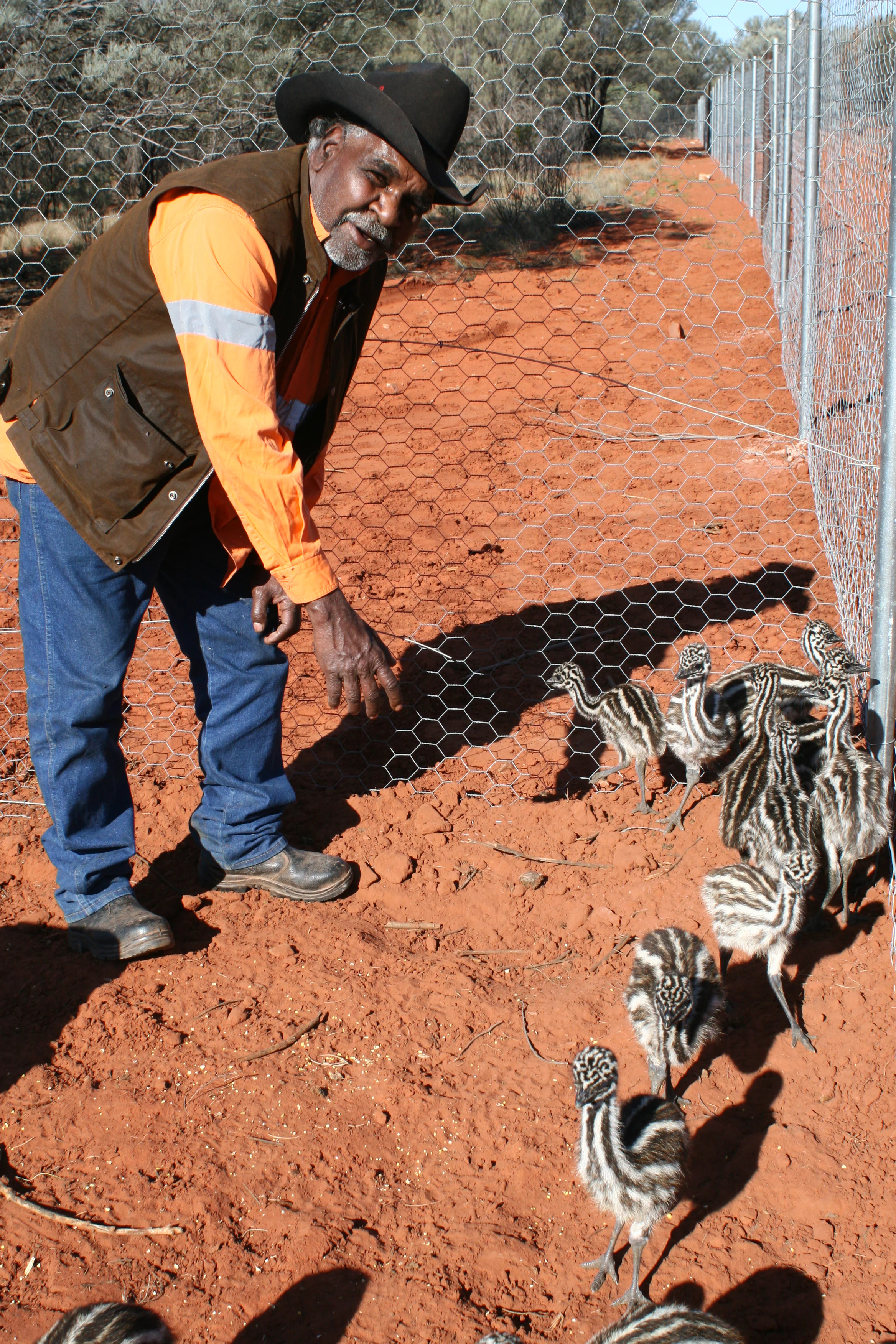 An older man with a grey beard, wearing a hat, orange shirt, and brown vest, stands near a wire fence gesturing toward a group of small striped emu chicks in red dirt.