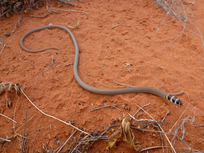 A slim, light-brown legless lizard with a distinctive black-and-white banded tail pattern, slithering across arid red sandy ground.