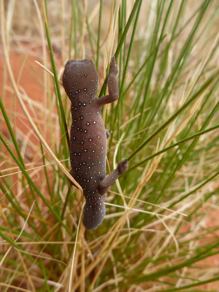 A small dark brown gecko with white spots, known as a jewelled gecko, is clinging vertically to several blades of dry, spiky grass against a blurred background of reddish sand.