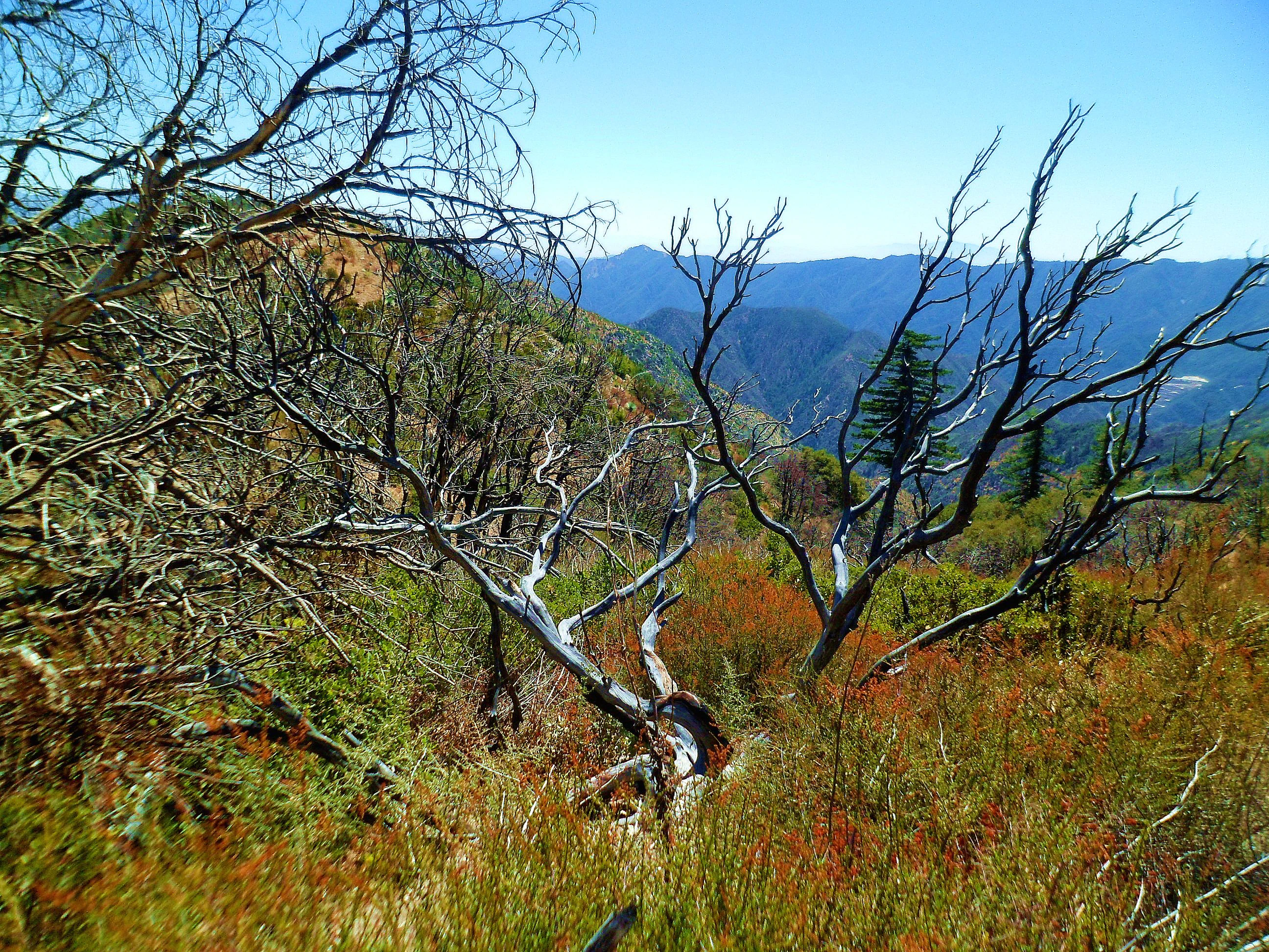 Angeles National Forest in August 2014