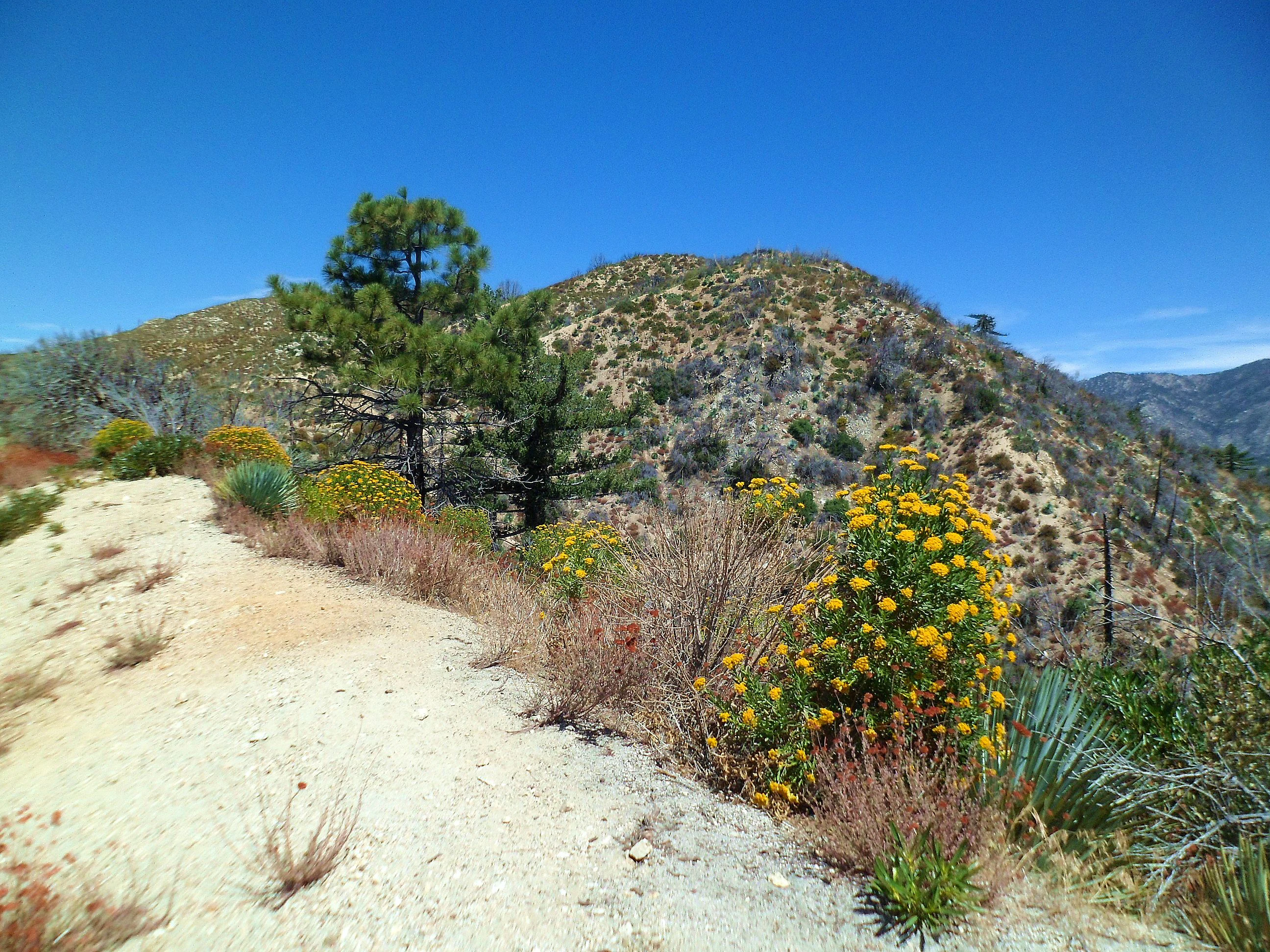 Late summer desert flowers