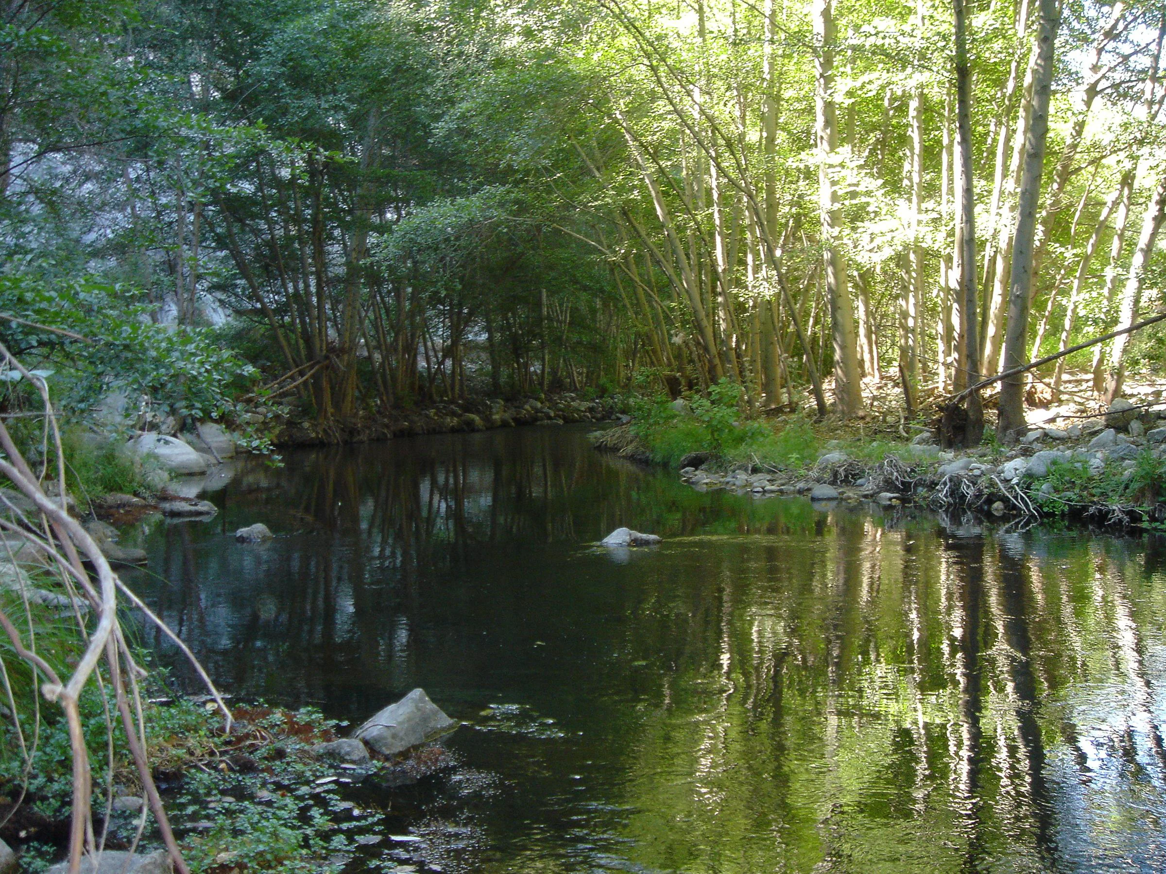 San Gabriel River woodland