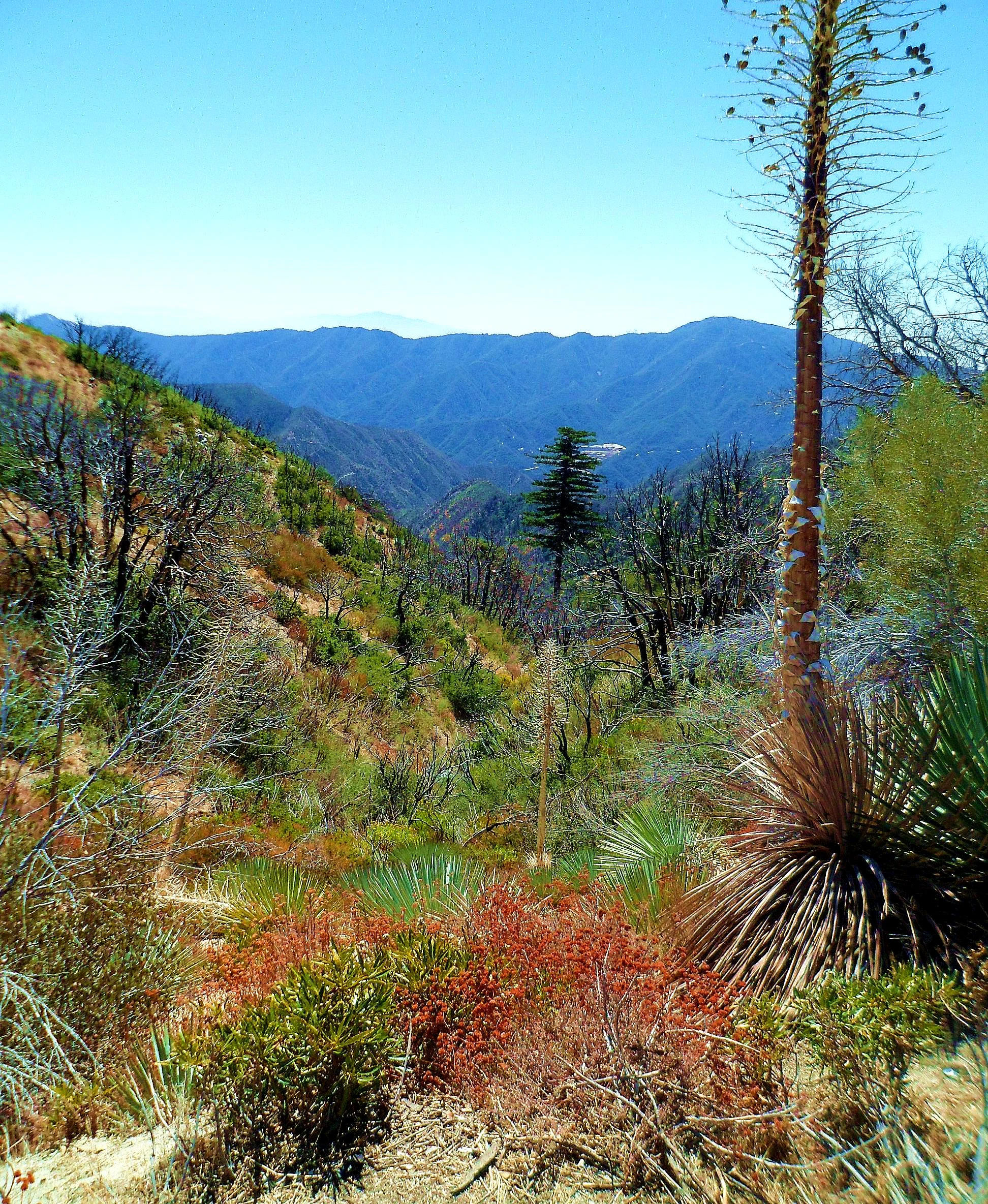 Angeles National Forest Landscape