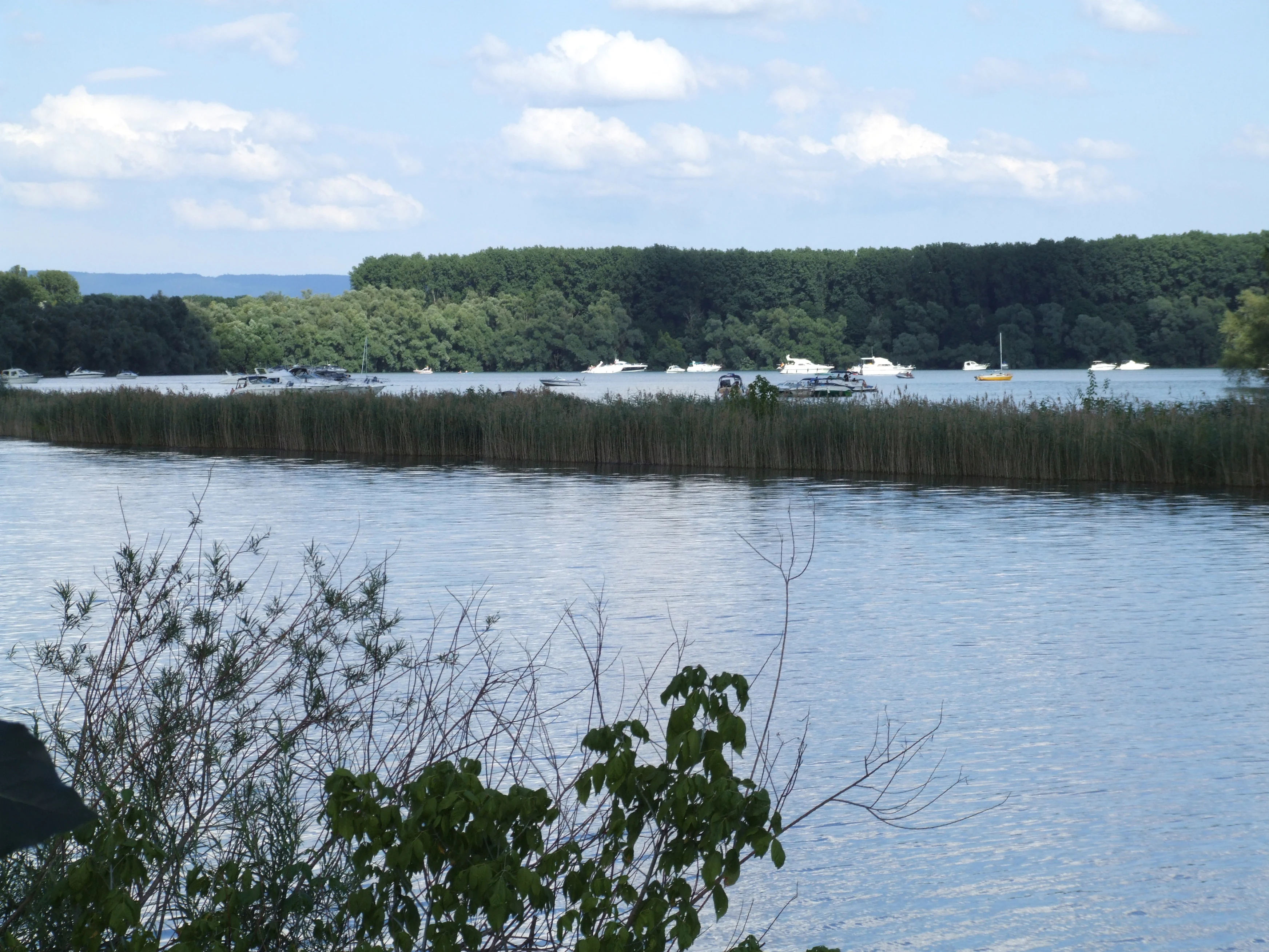 A wide view of the Angelhofer Altrhein river branch with multiple small boats moored in the distance; a foreground of dense reeds and leafy branches frames the water, with a lush treeline along the far bank under a partly cloudy sky.