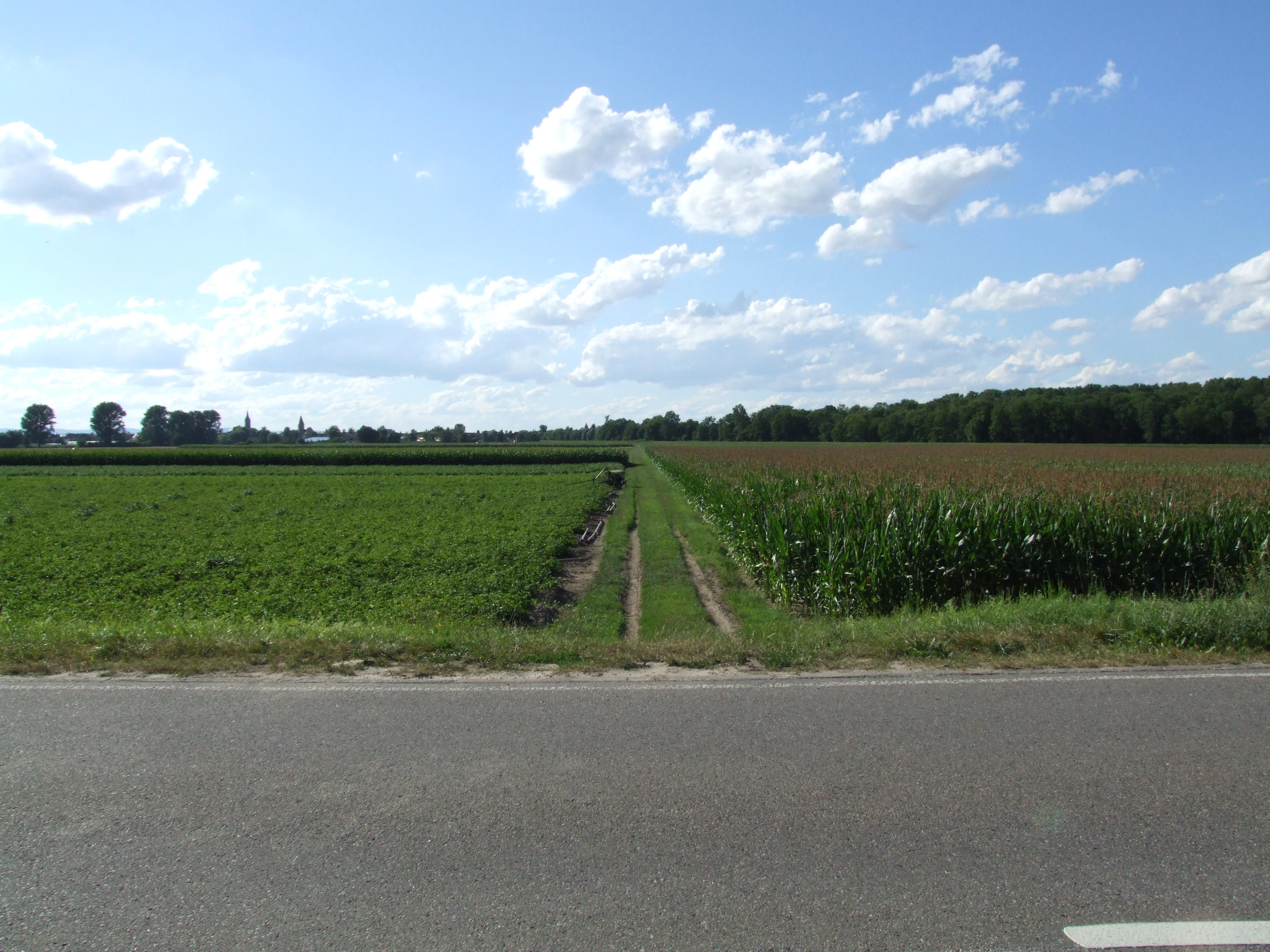 A wide view of agricultural fields divided by a dirt track, with a paved road in the foreground and trees in the distance under a blue sky with white clouds.