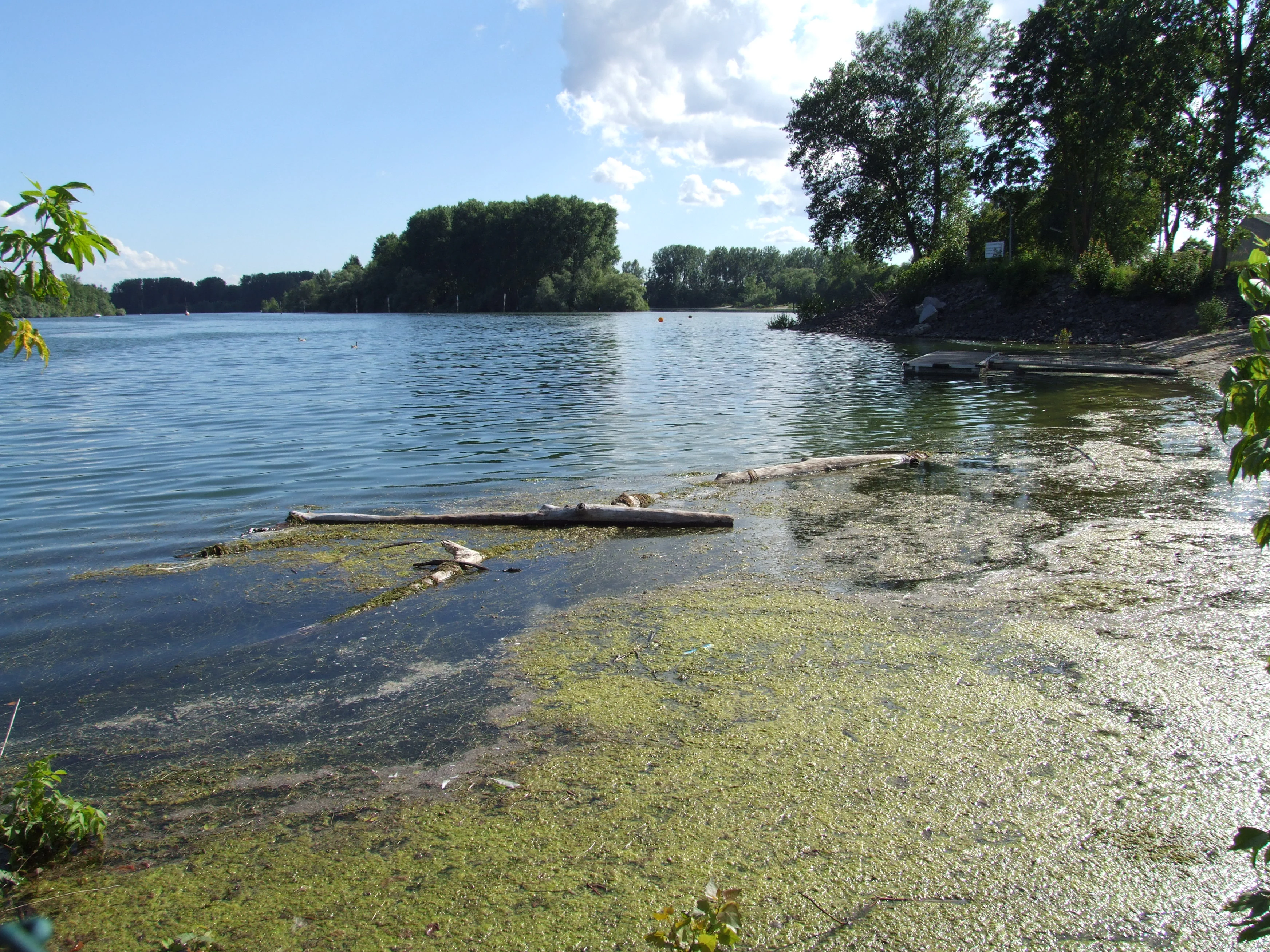 A calm, wide stretch of water at Angelhofer Altrhein with dense green algae on the surface in the foreground, driftwood floating near the shore, and a lush forested riverbank in the background under a blue sky.