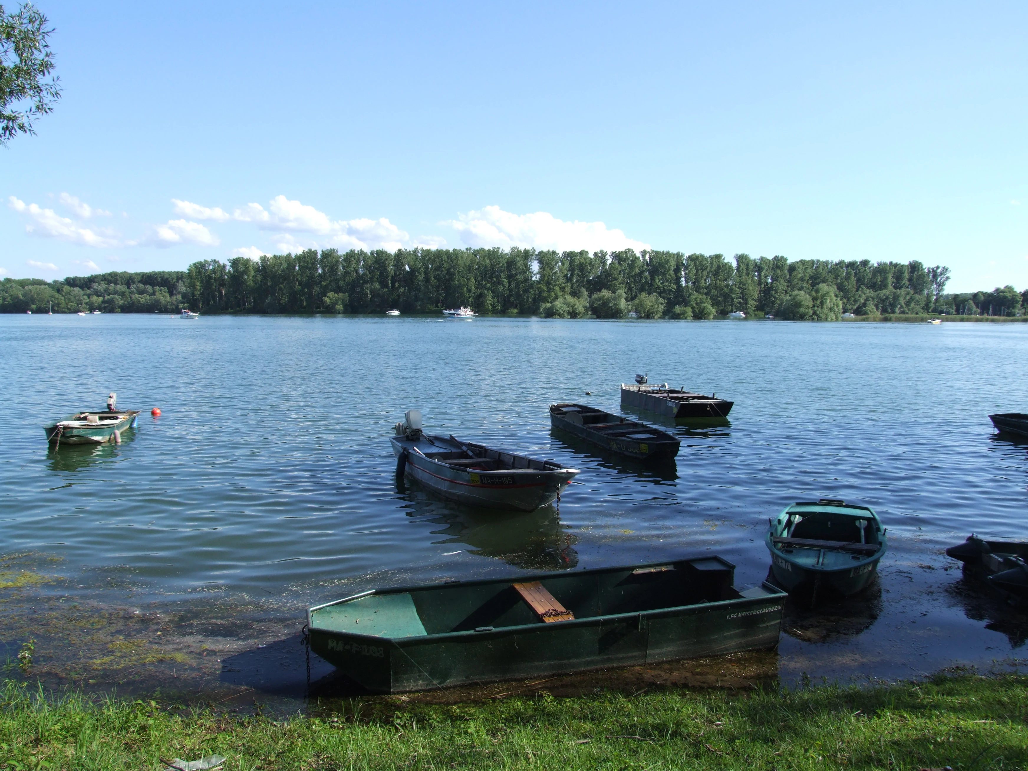A wide view of the Angelhofer Altrhein waterway with several small, dark green rowing boats moored at the shoreline in the foreground and a line of dense green trees along the far bank.