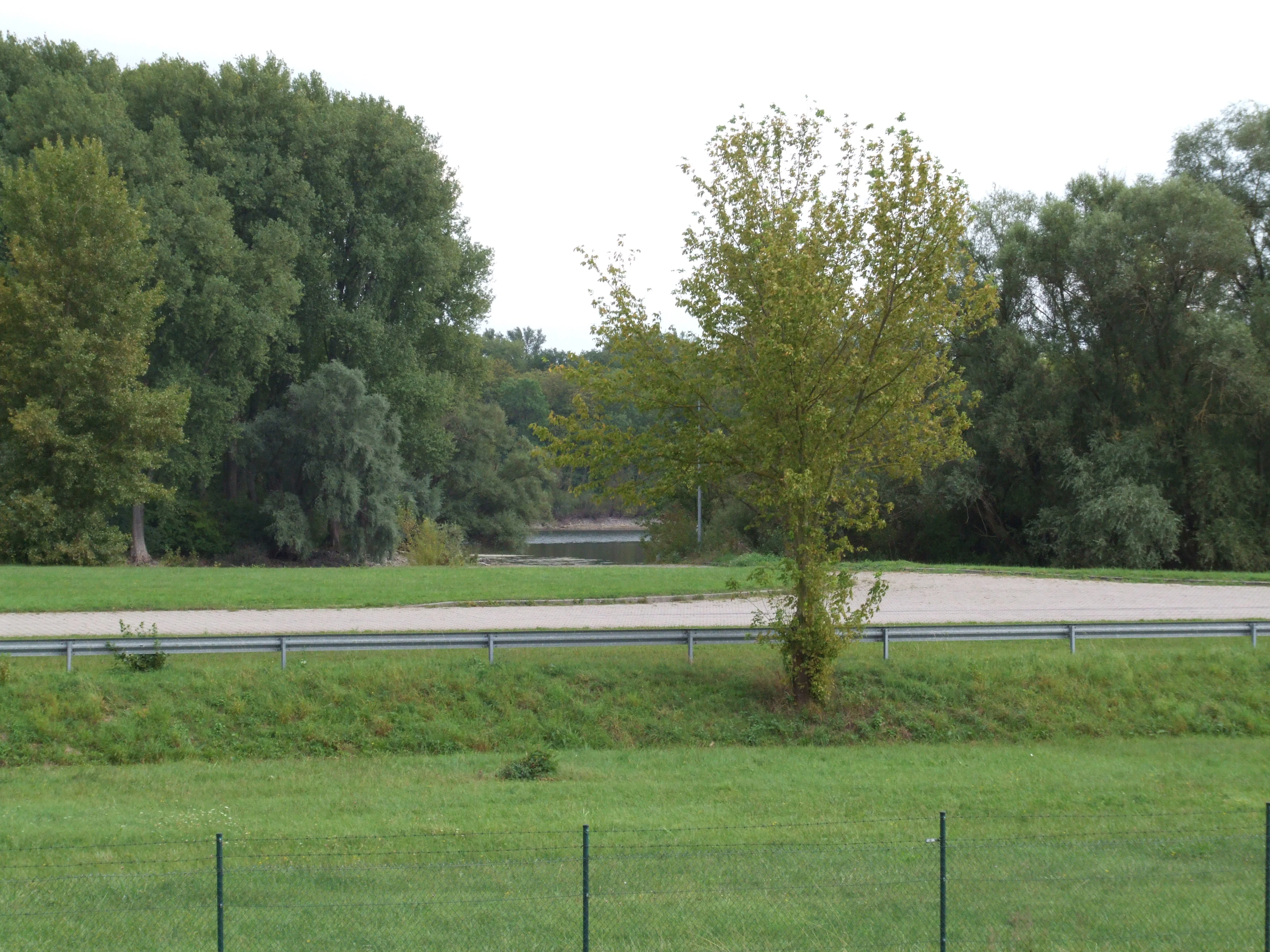 A green grassy field and an asphalt road with a metal guardrail, backed by a dense line of mature deciduous trees in the Angelhofer Altrhein area.