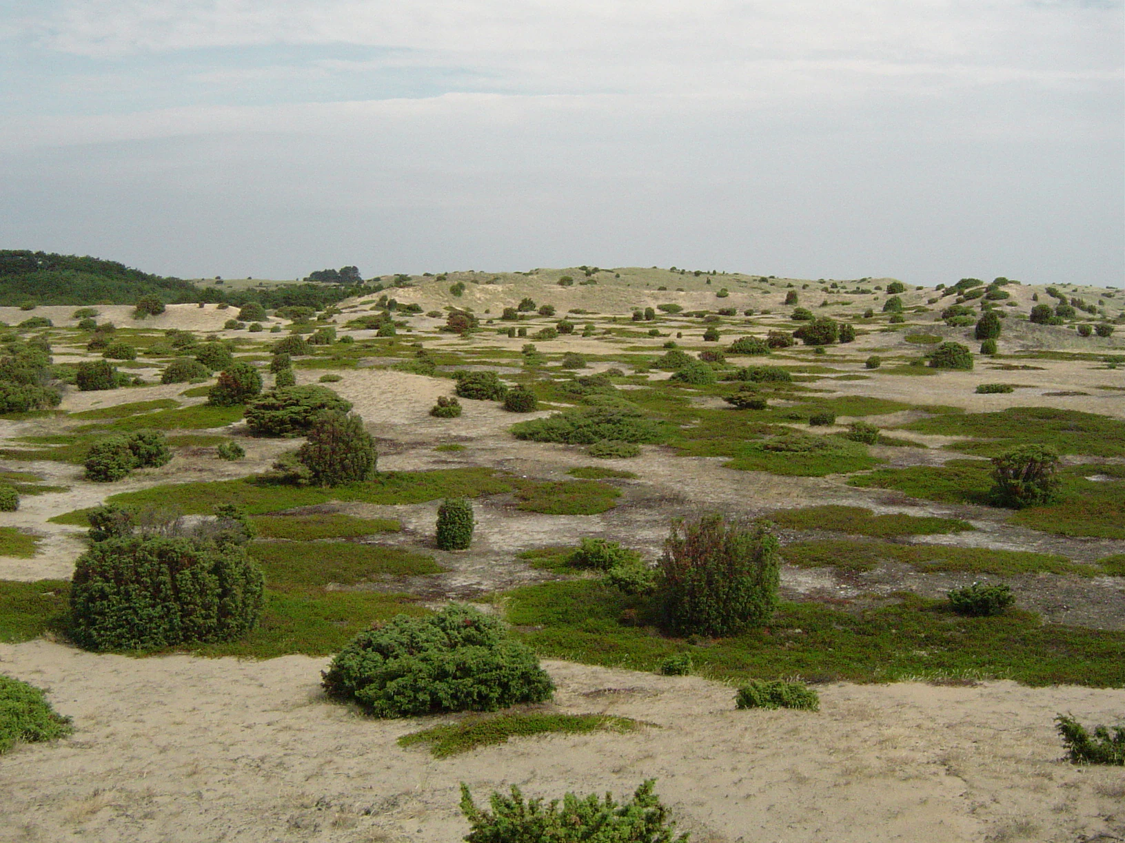 A wide view of sandy dunes scattered with green juniper bushes under a cloudy sky.