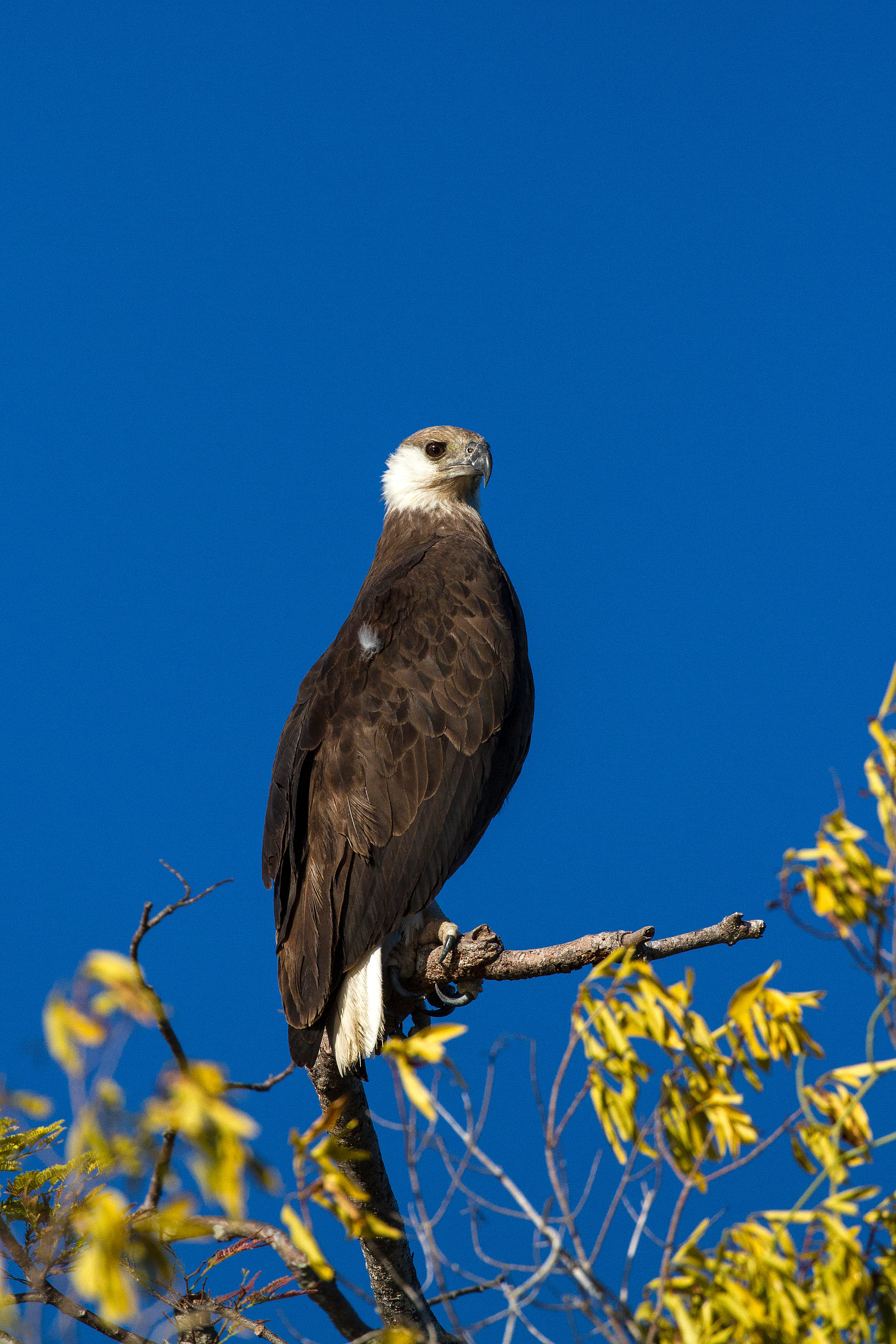 A brown and white raptor, the Malagasy Fish Eagle, perched on a branch against a clear blue sky.