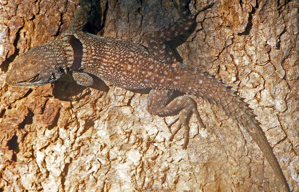 A brown collared iguana with a textured, speckled back rests vertically on a piece of rough, light-brown tree bark.