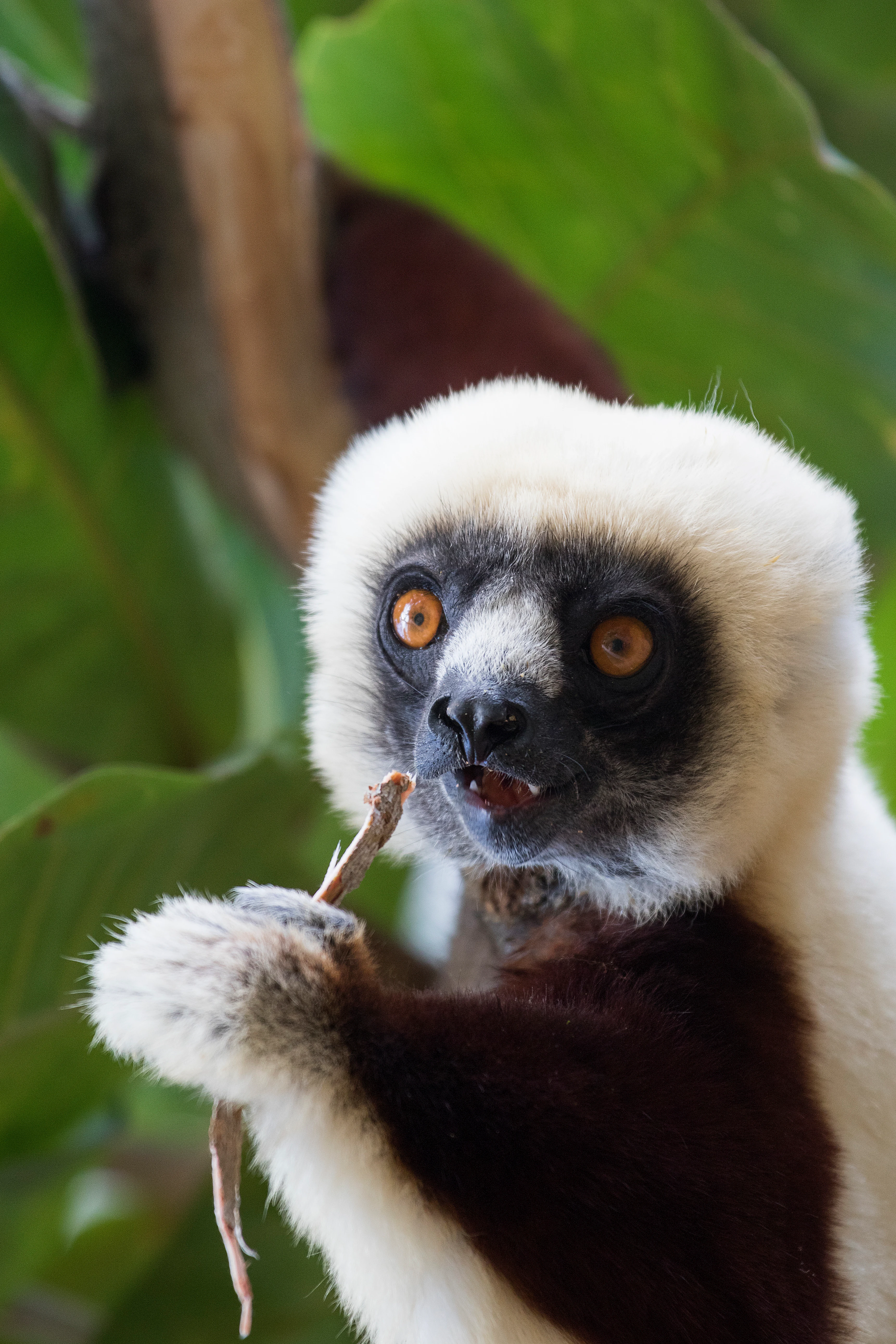 Close-up of a Coquerel's sifaka with white fur and dark limbs, looking toward the camera while holding and eating a small piece of vegetation in a forest setting.