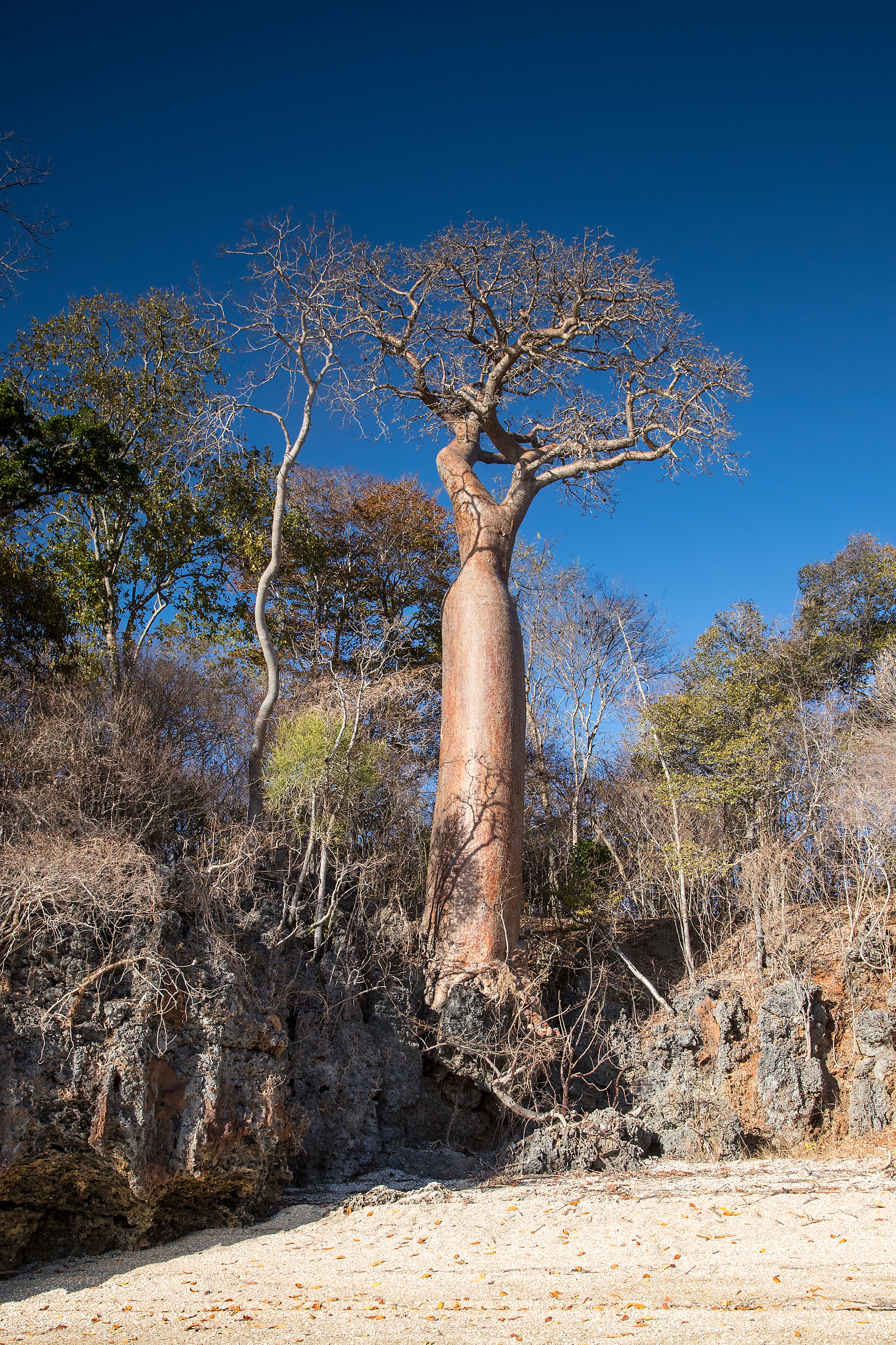A large, leafless baobab tree standing atop a jagged, dark limestone rock formation overlooking a light-colored sandy beach under a clear blue sky.
