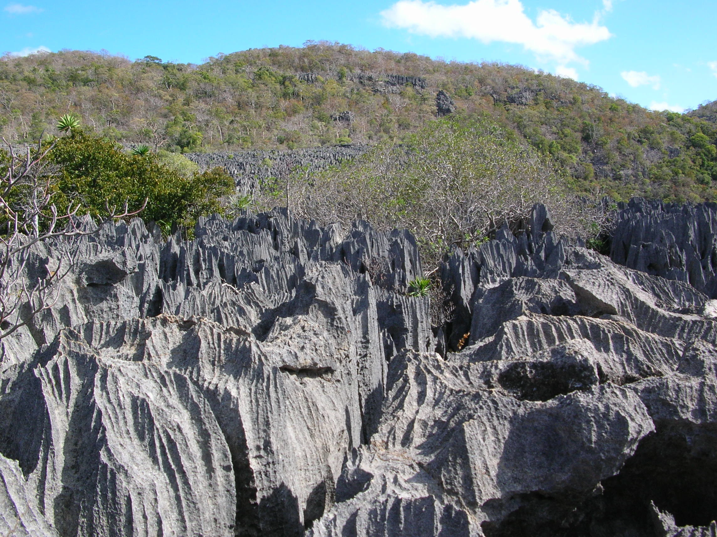 A wide view of sharp, vertically eroded grey limestone tsingy rock formations under a bright blue sky with a vegetated hill in the background.