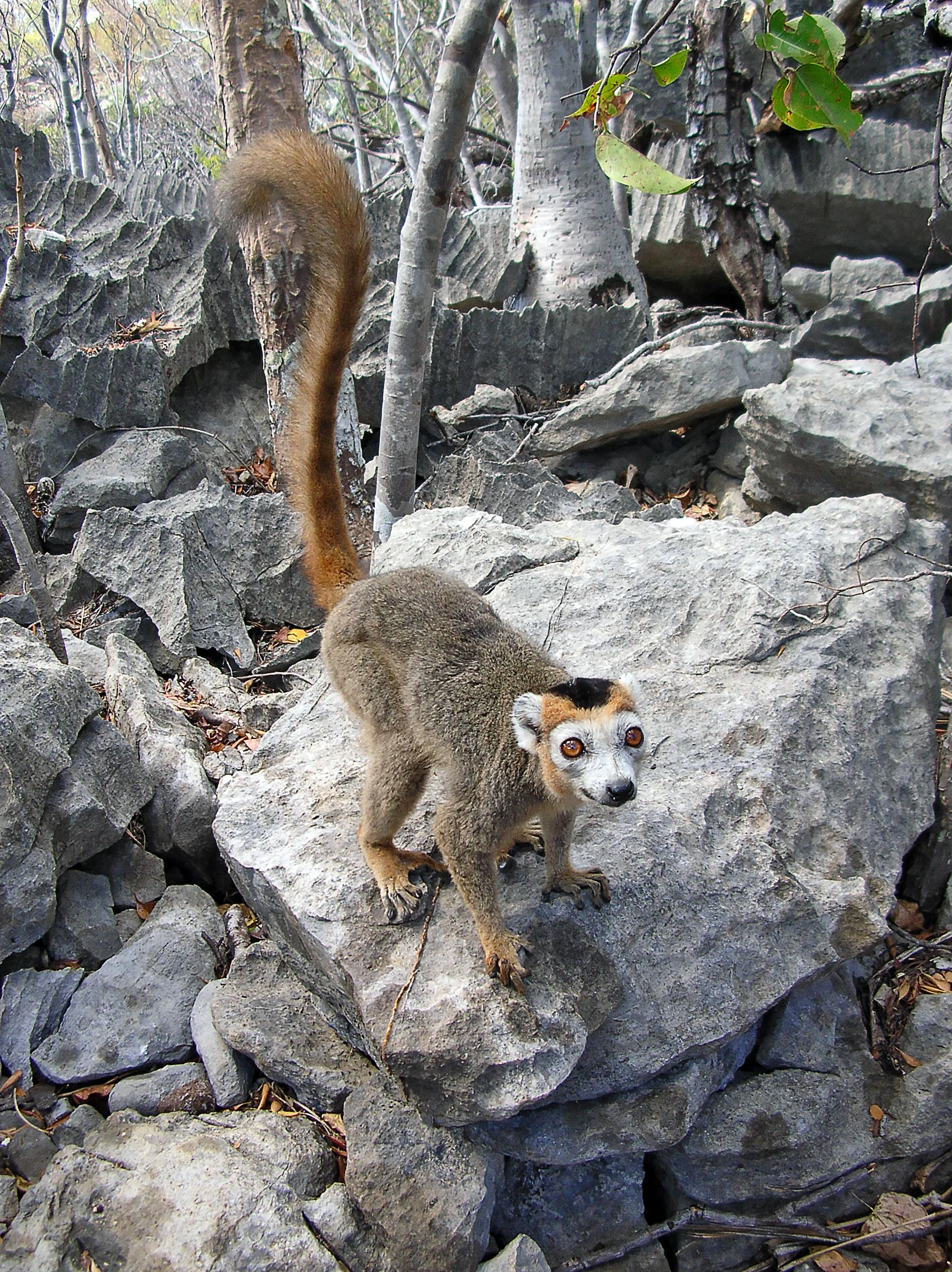 A crowned lemur stands on a large gray limestone rock in a forest setting, with its tail raised vertically.