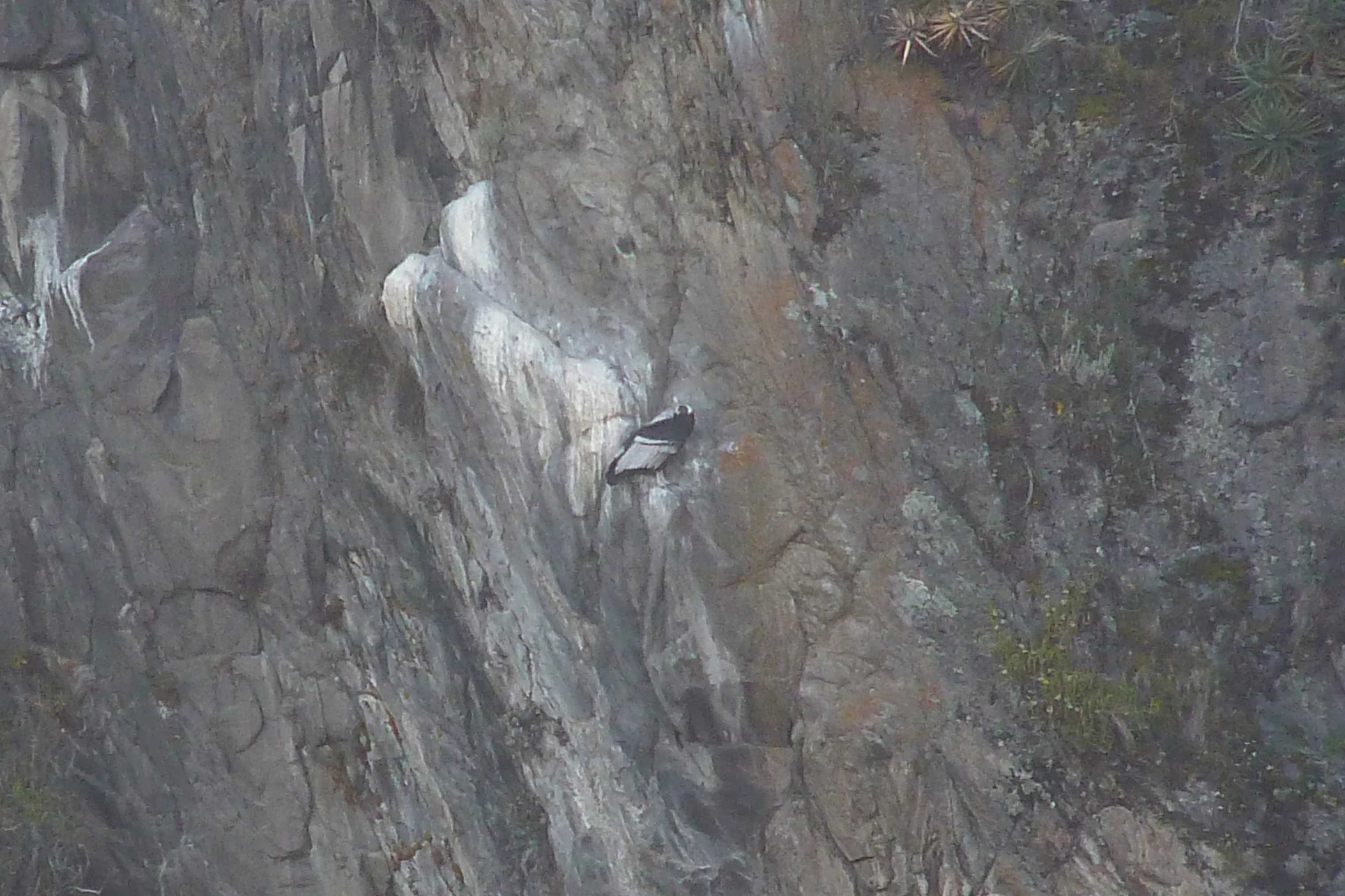An Andean condor perched on a dark, craggy rock cliff.