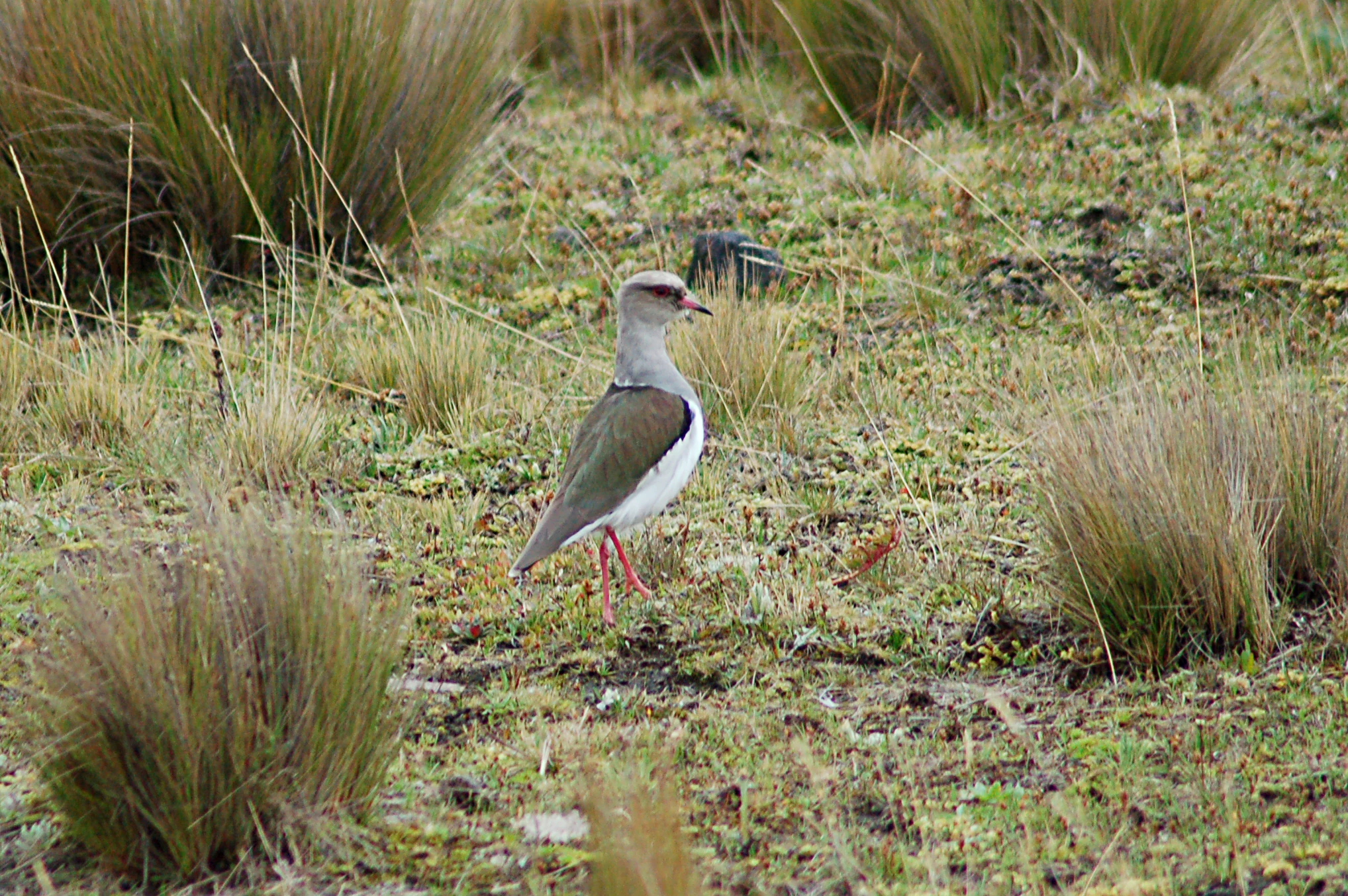 An Andean Lapwing bird standing in a grassy field of bunchgrass in the Andes.