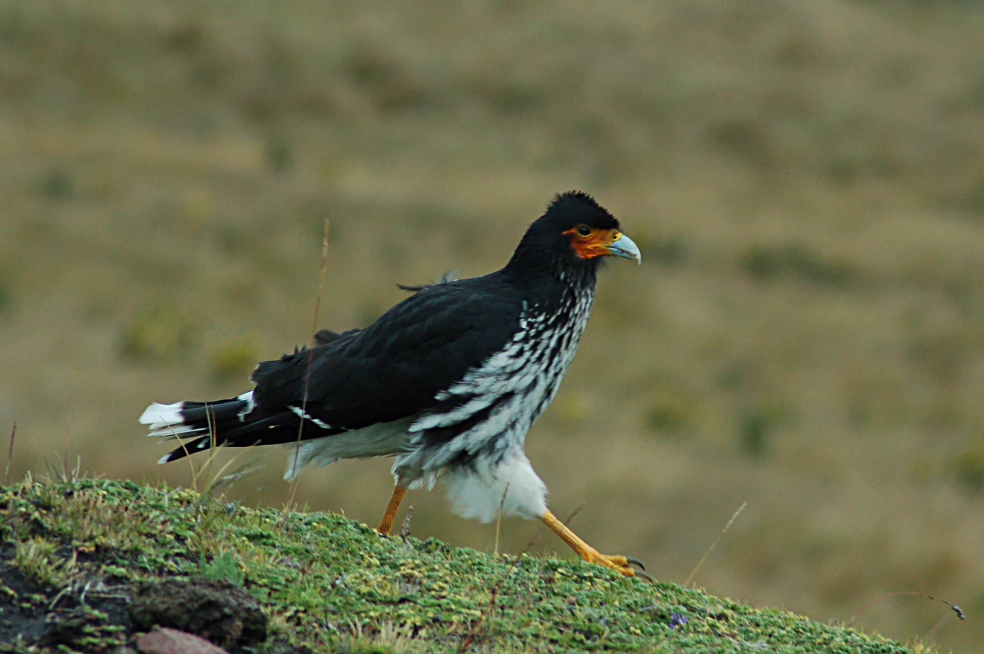 A medium shot of a Carunculated Caracara standing on a grassy, moss-covered ridge in a high-altitude Andean landscape.